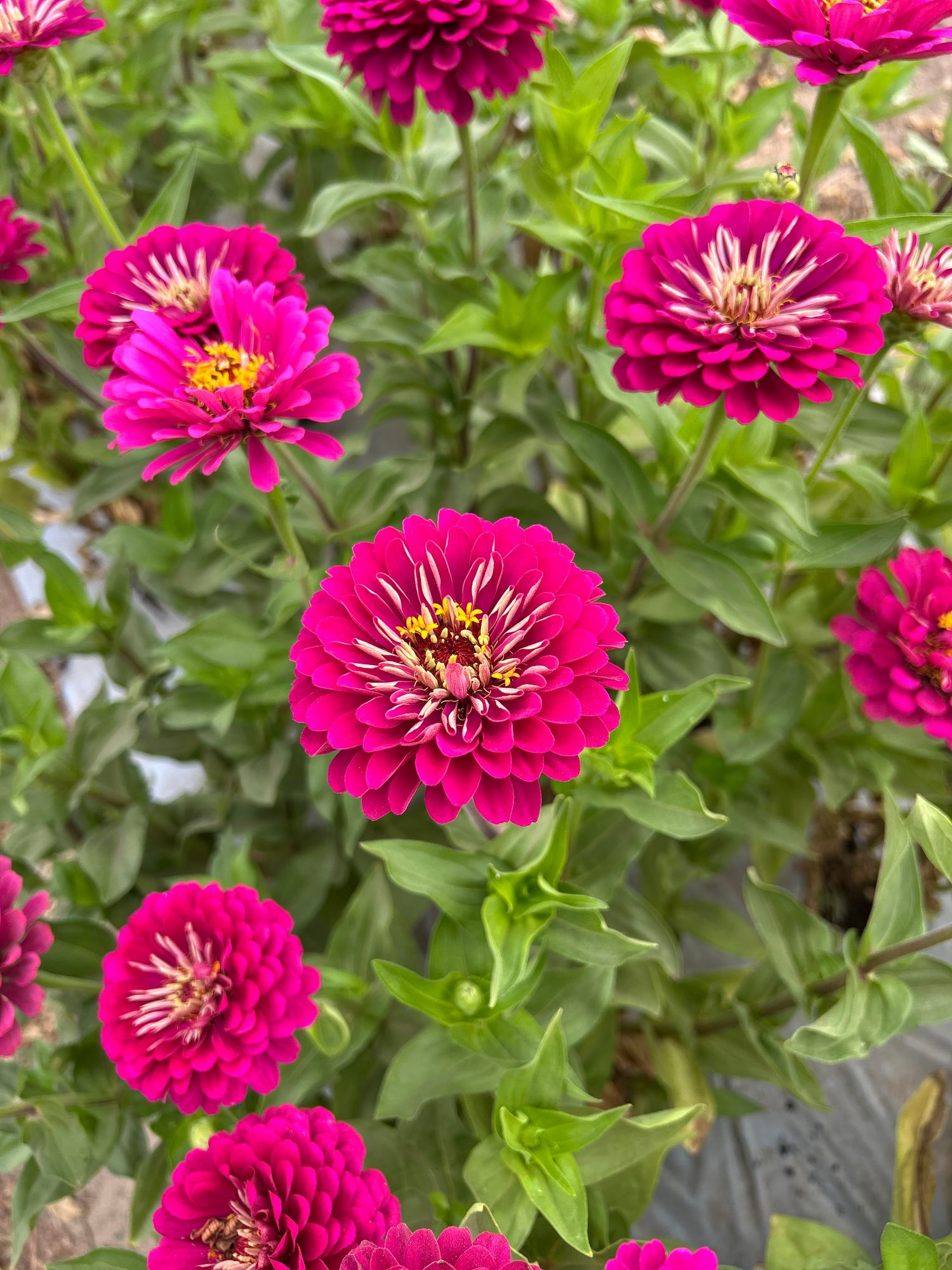 ZINNIA elegans Benarys Giant White