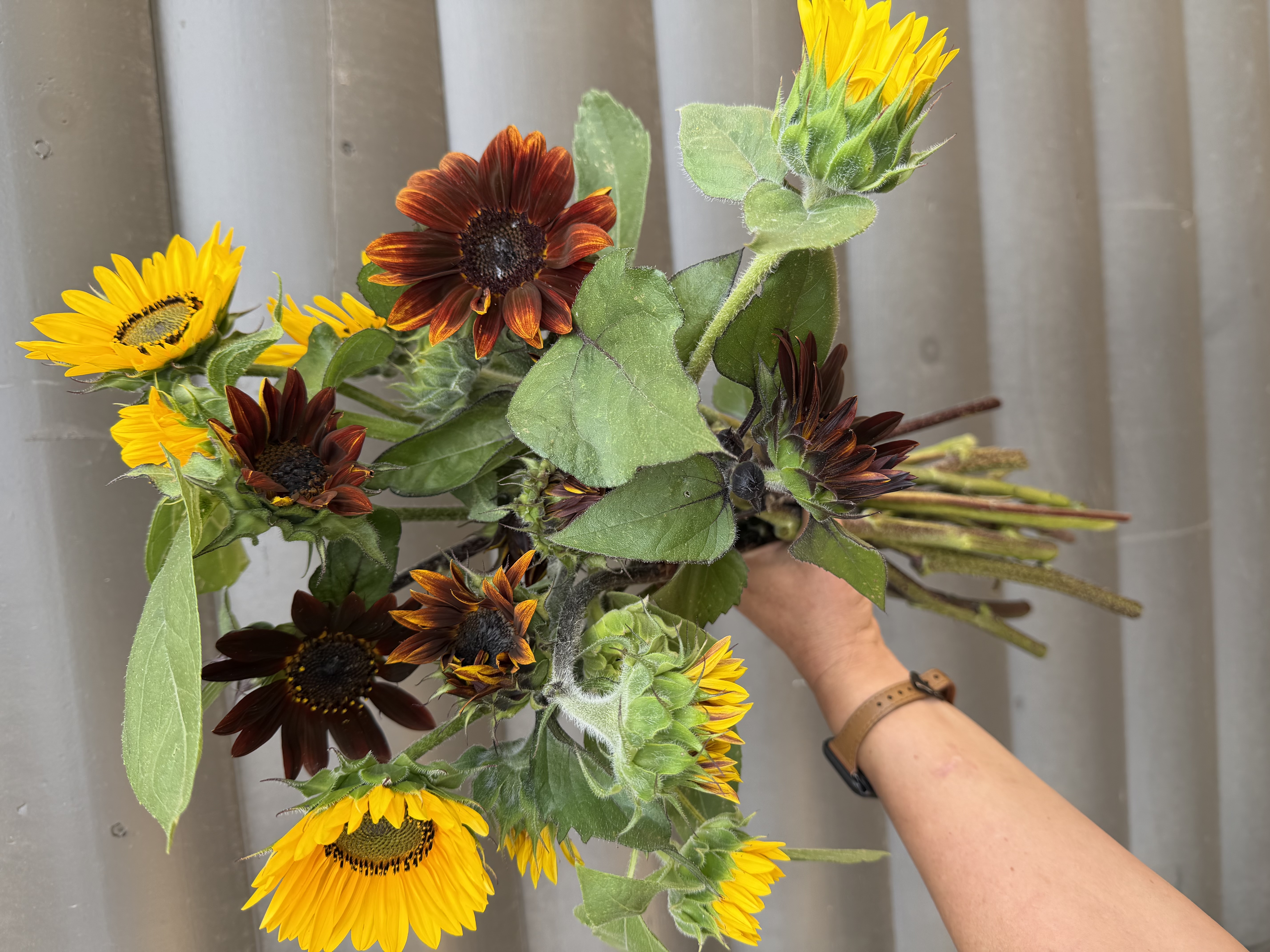 HELIANTHUS