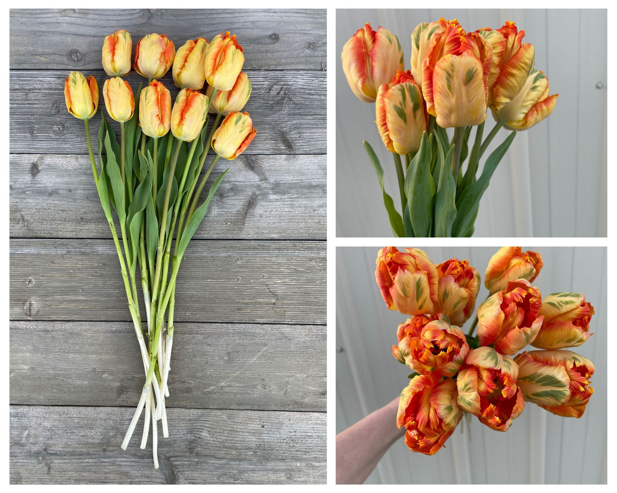 TULIPA King Parrot