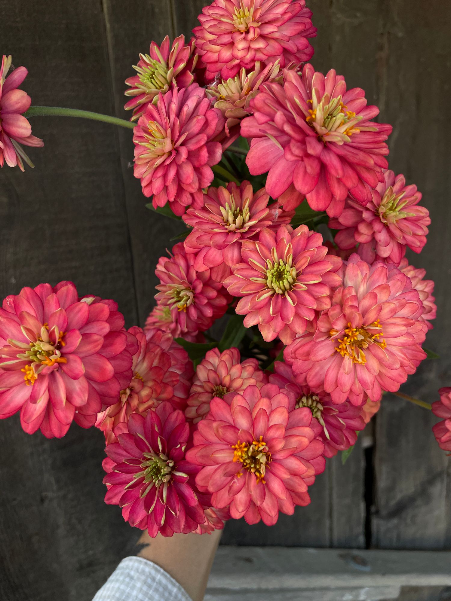 ZINNIA marylandica Double Zahara Salmon