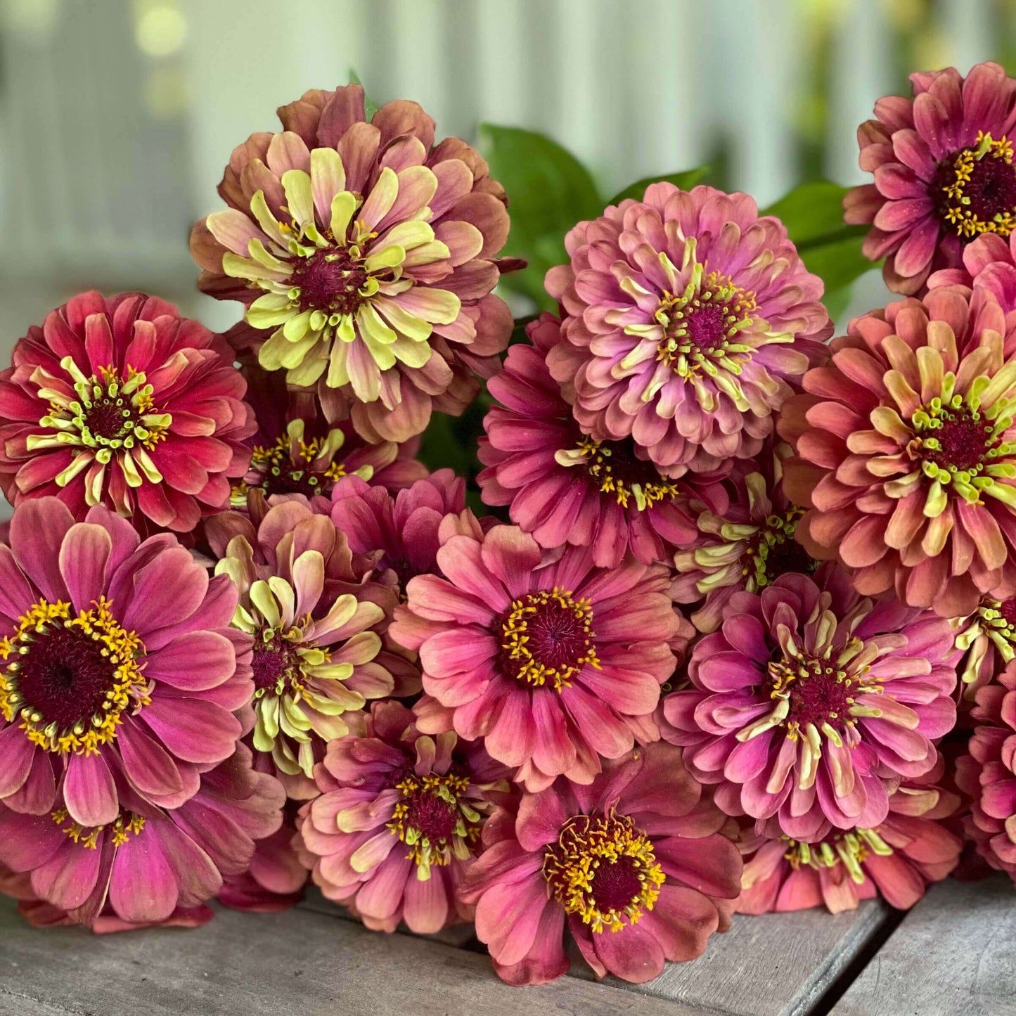 ZINNIA elegans Queeny Lime Red