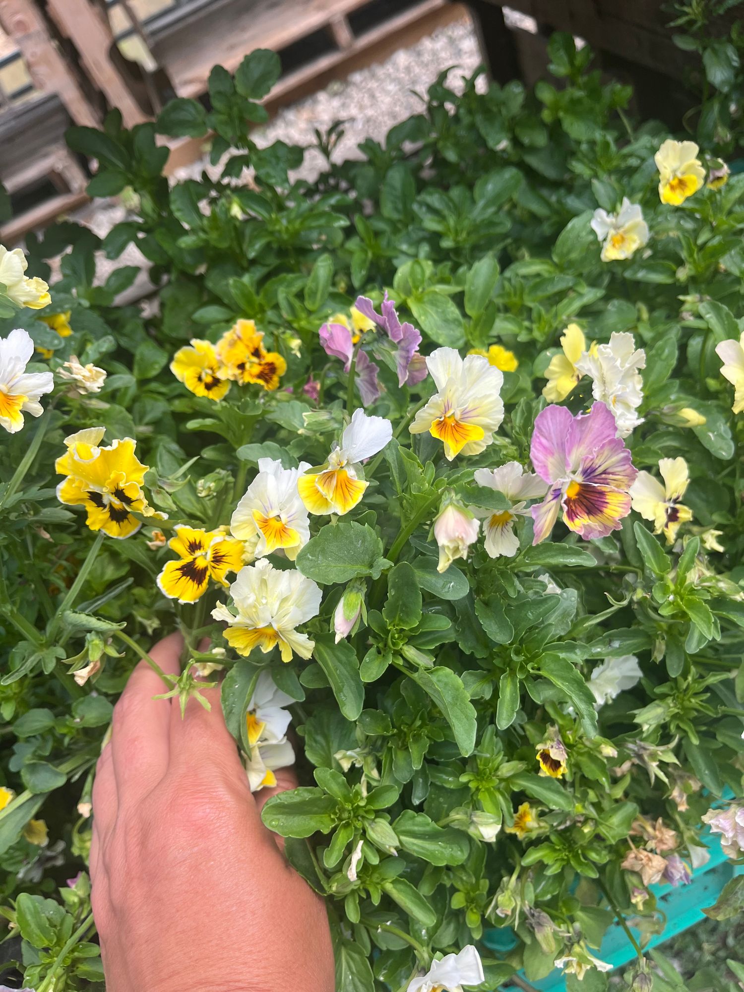VIOLA
