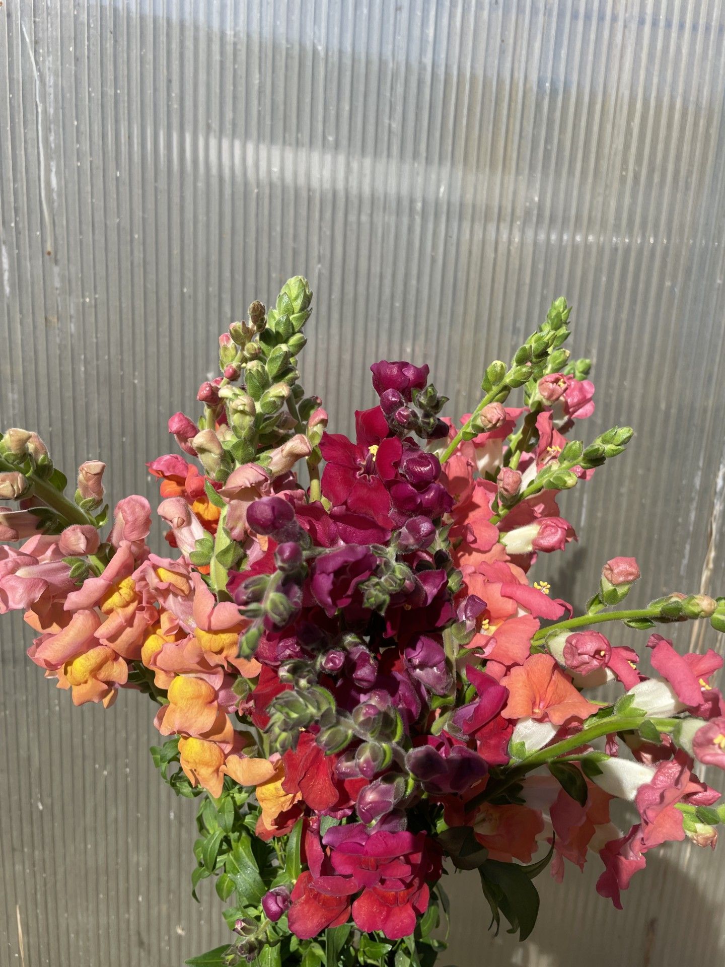 ANTIRRHINUM majus
