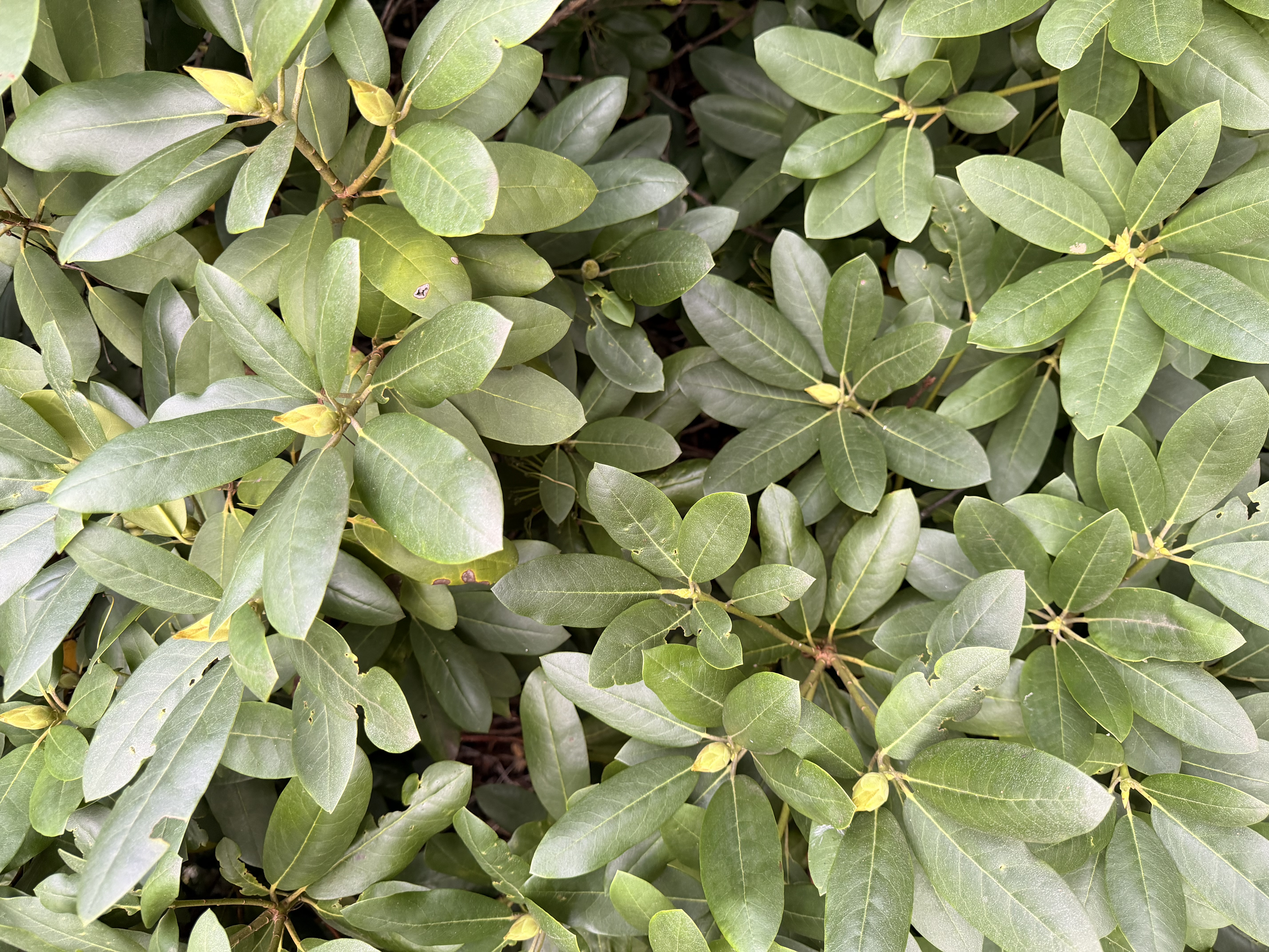 RHODODENDRON