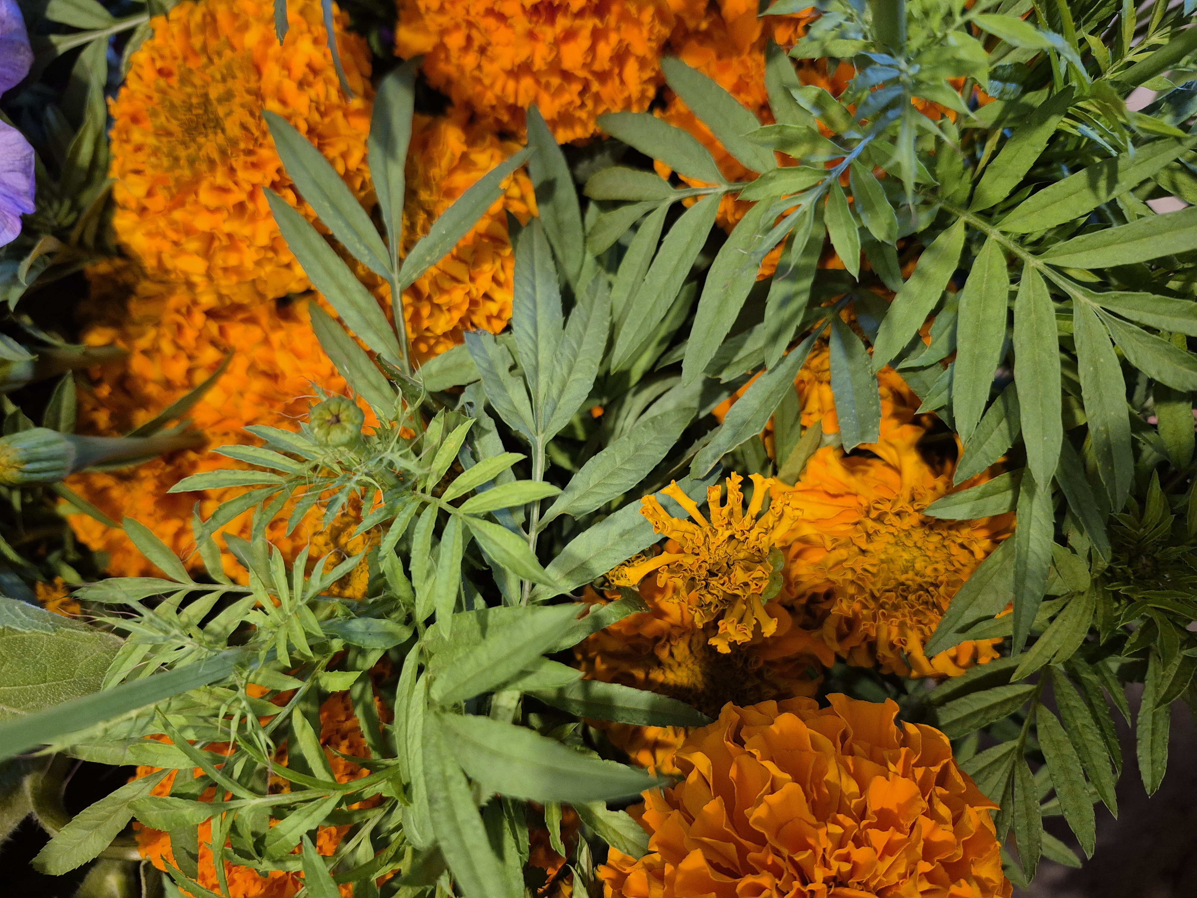 TAGETES erecta
