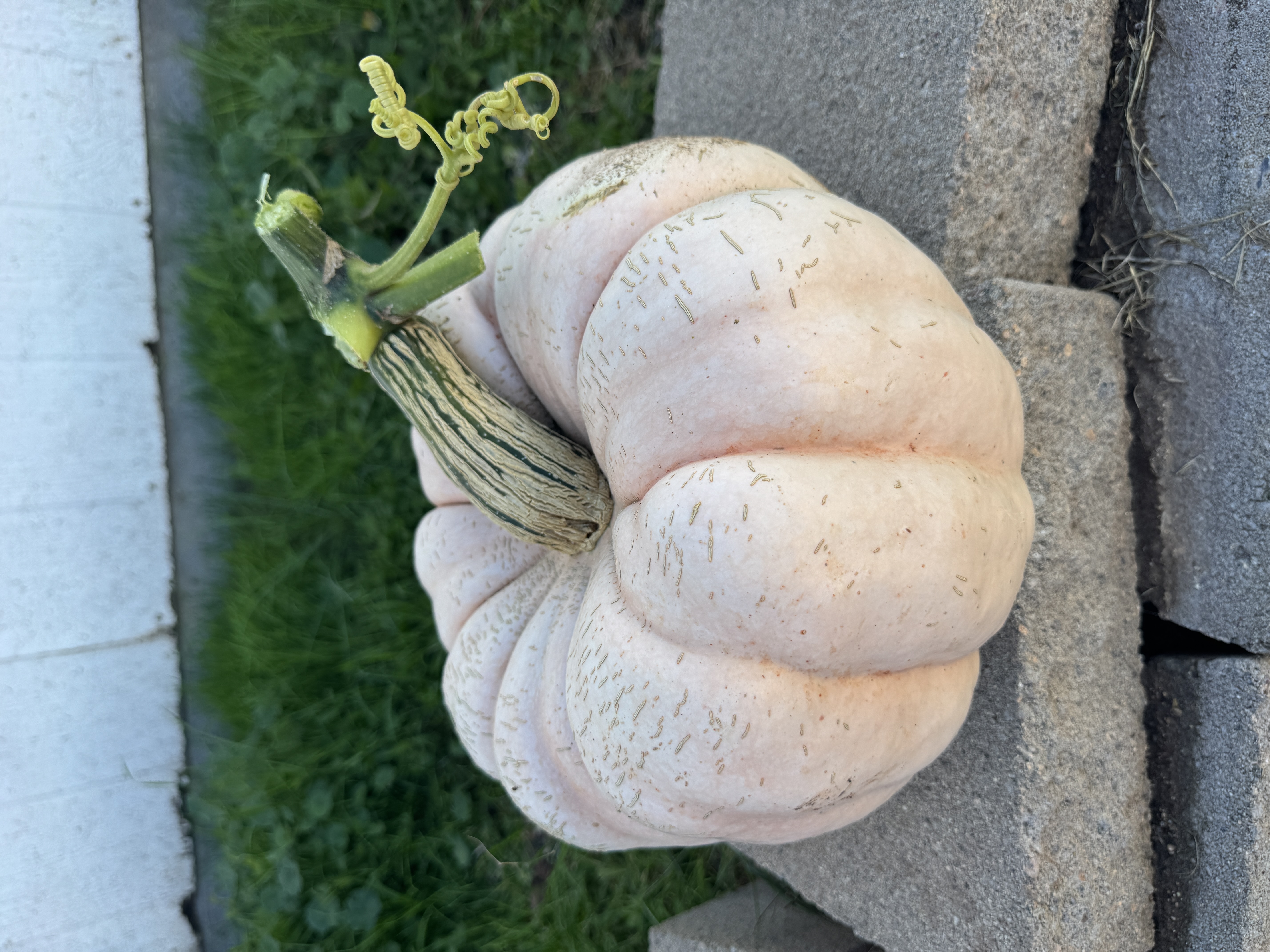 Pumpkin, Heirloom