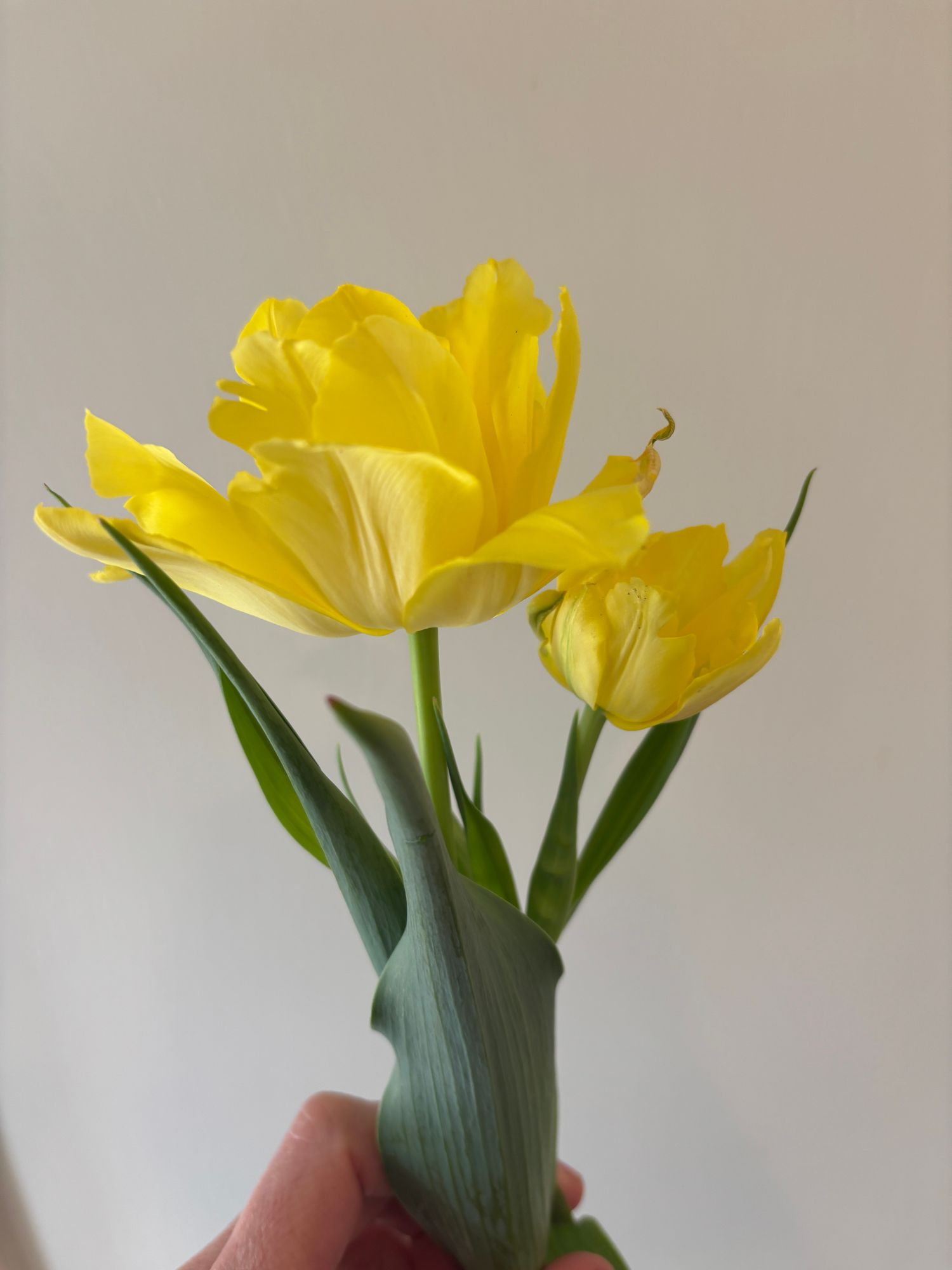 TULIPA Monte Carlo