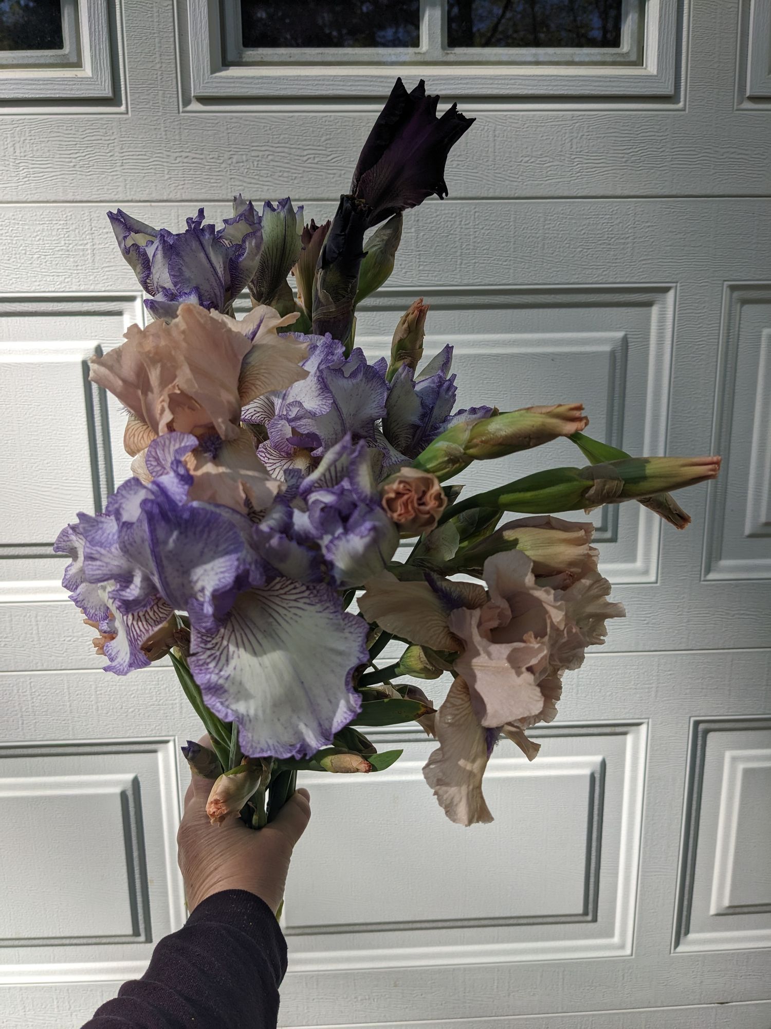 IRIS bucharica