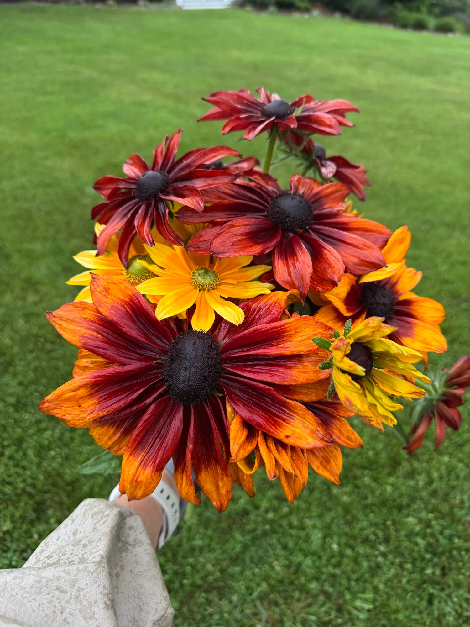 RUDBECKIA hirta