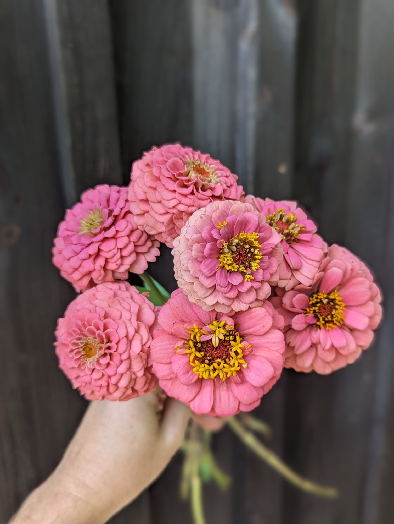 ZINNIA elegans Oklahoma Series