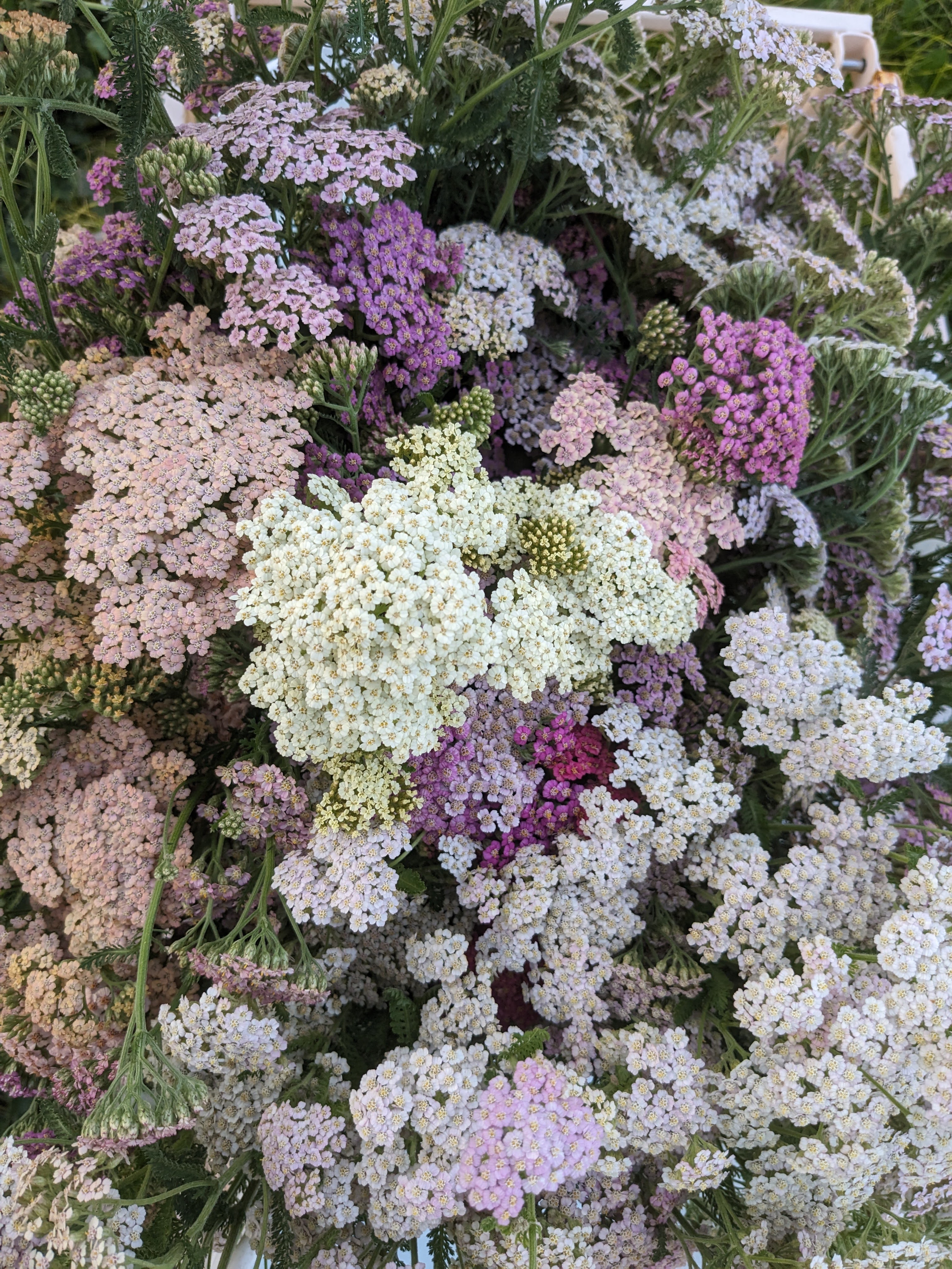 ACHILLEA millefolium Colorado