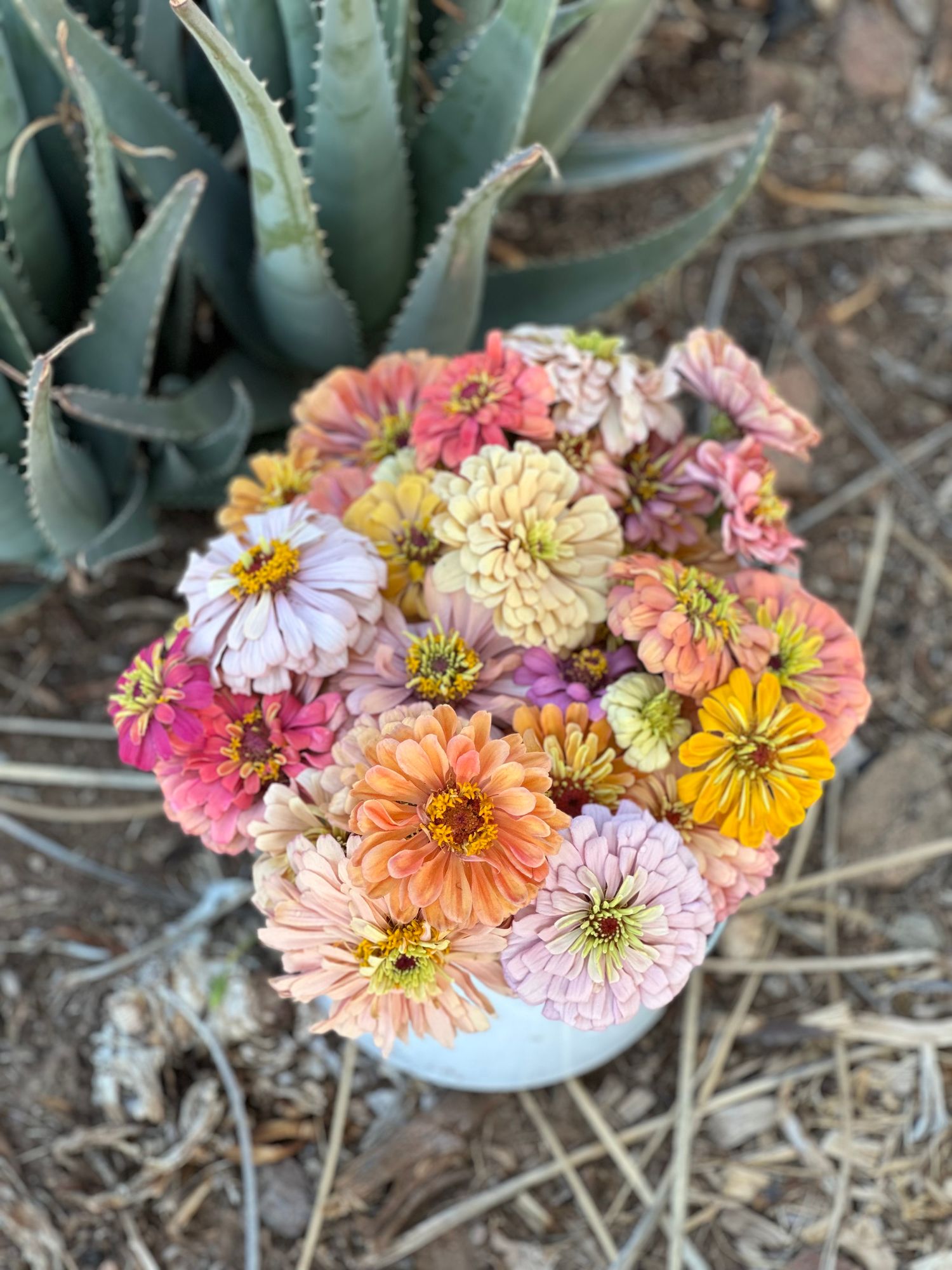 ZINNIA