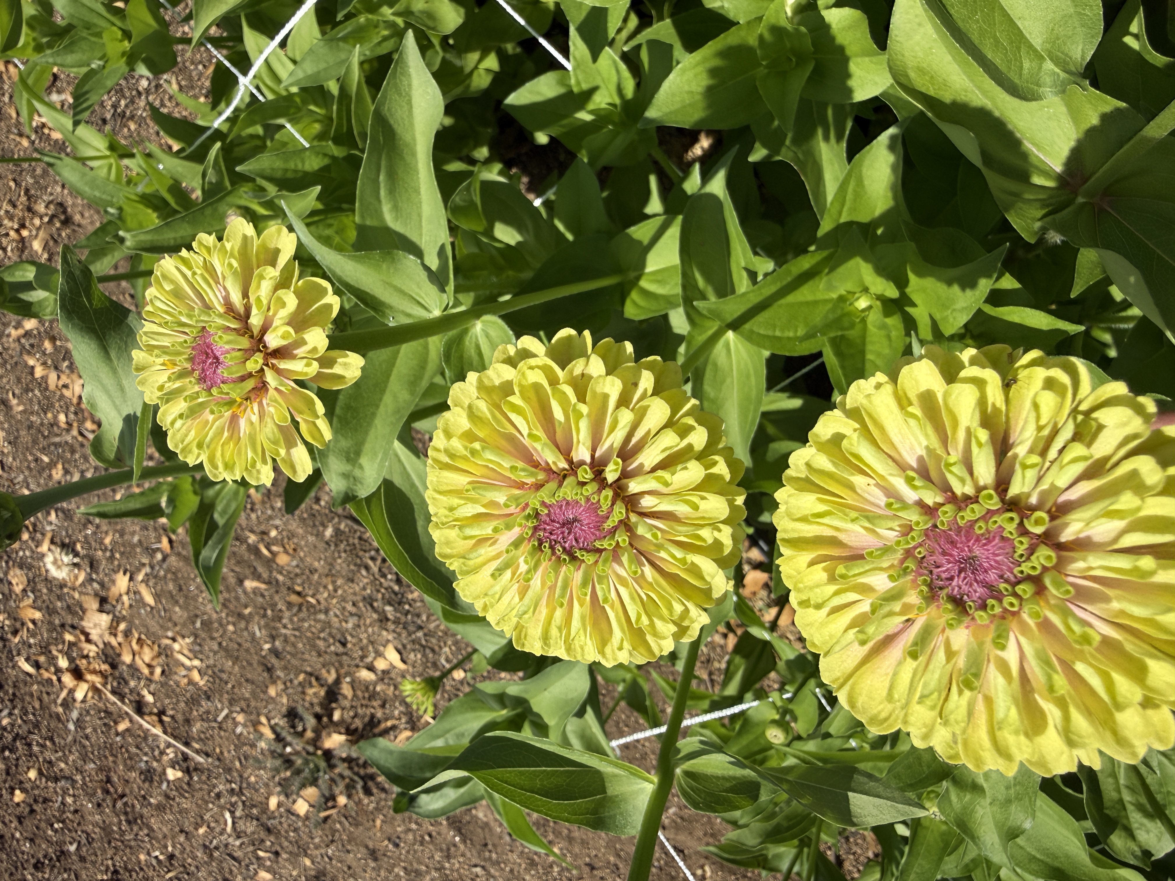 ZINNIA elegans Queeny Lime Blush