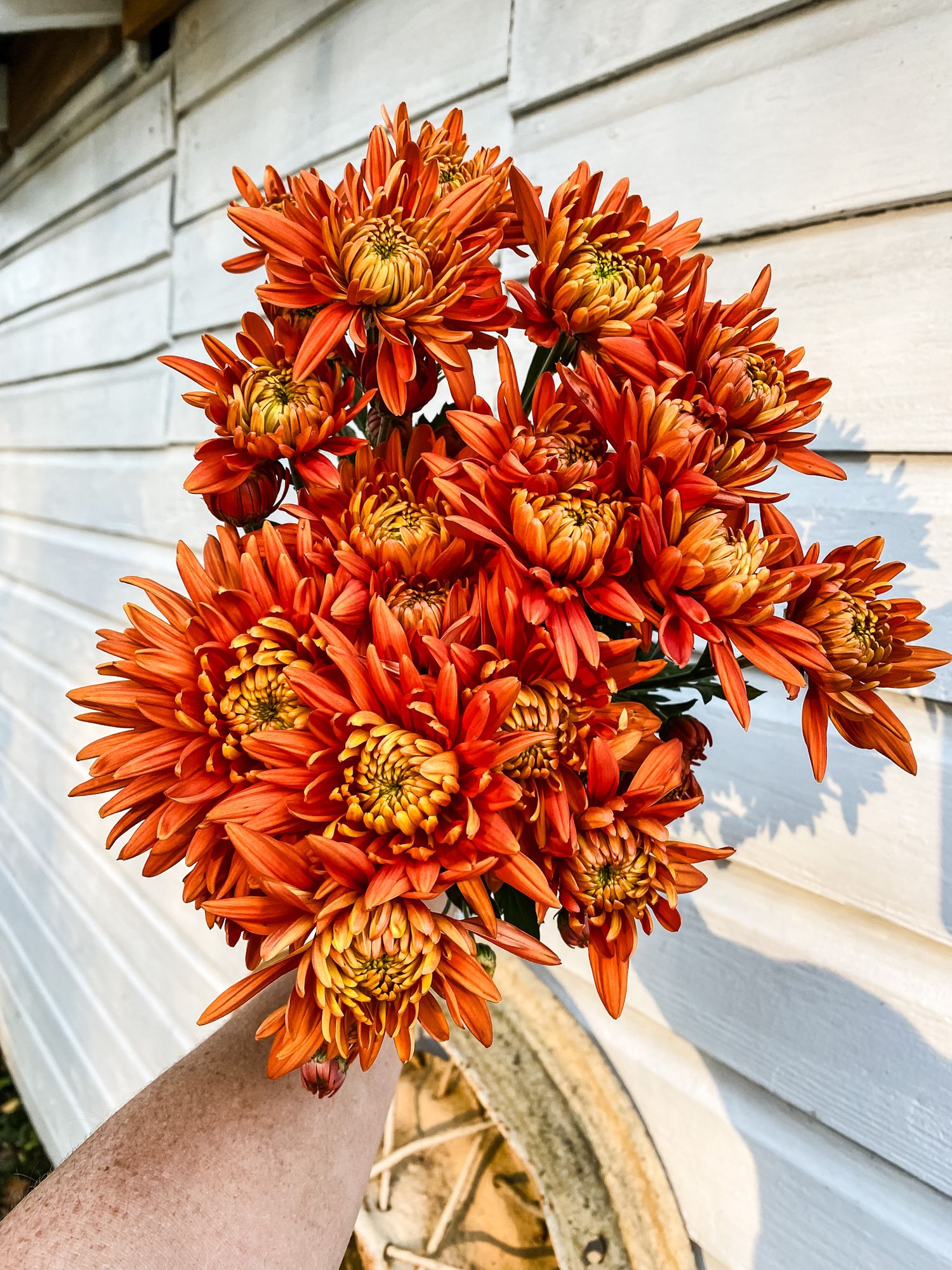 CHRYSANTHEMUM indicum Durango Bronze