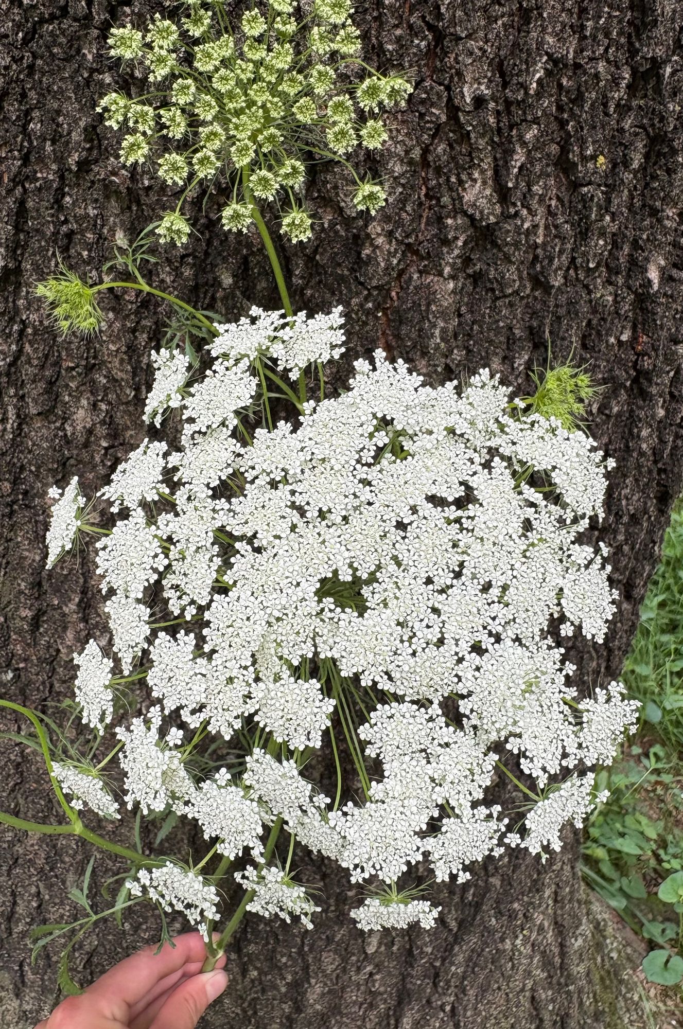 AMMI majus White Dill