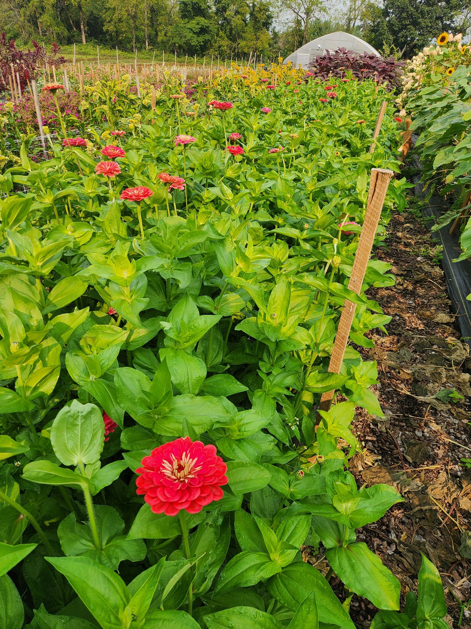 ZINNIA elegans Benarys Giant Carmine Rose