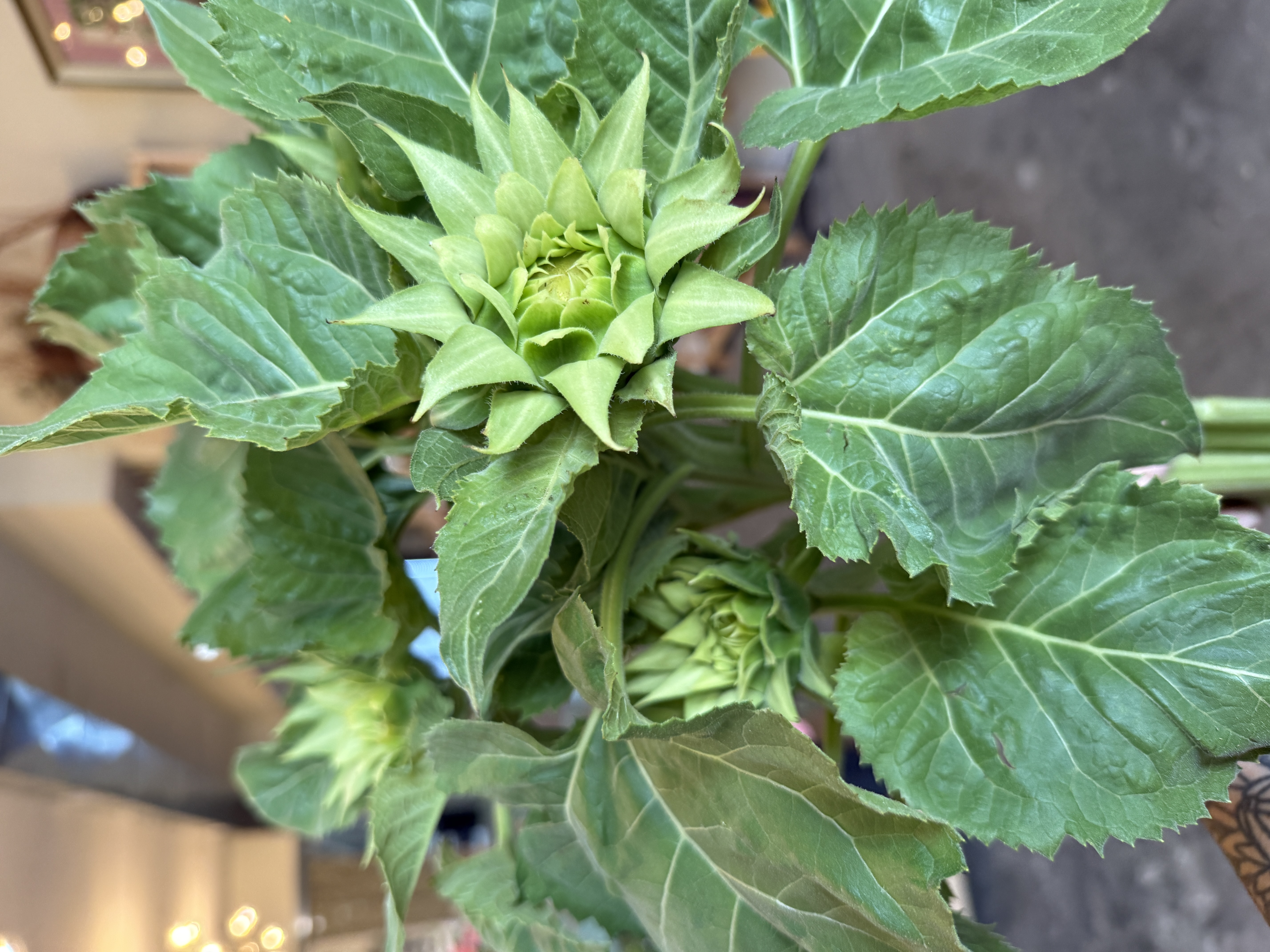 HELIANTHUS annuus SunFill Green