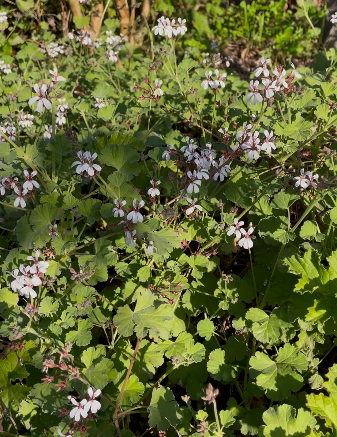 PELARGONIUM x fragrans Nutmeg