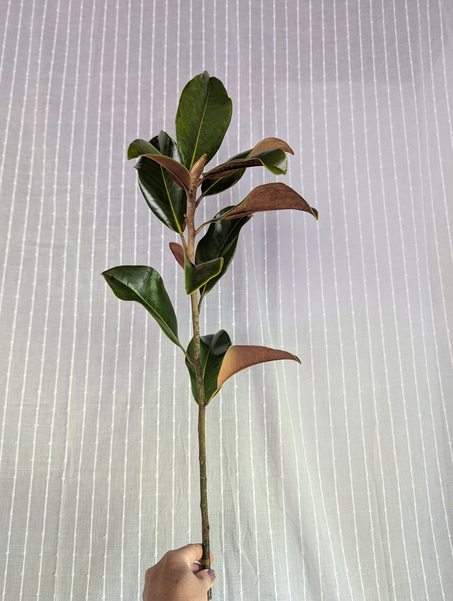 MAGNOLIA grandiflora