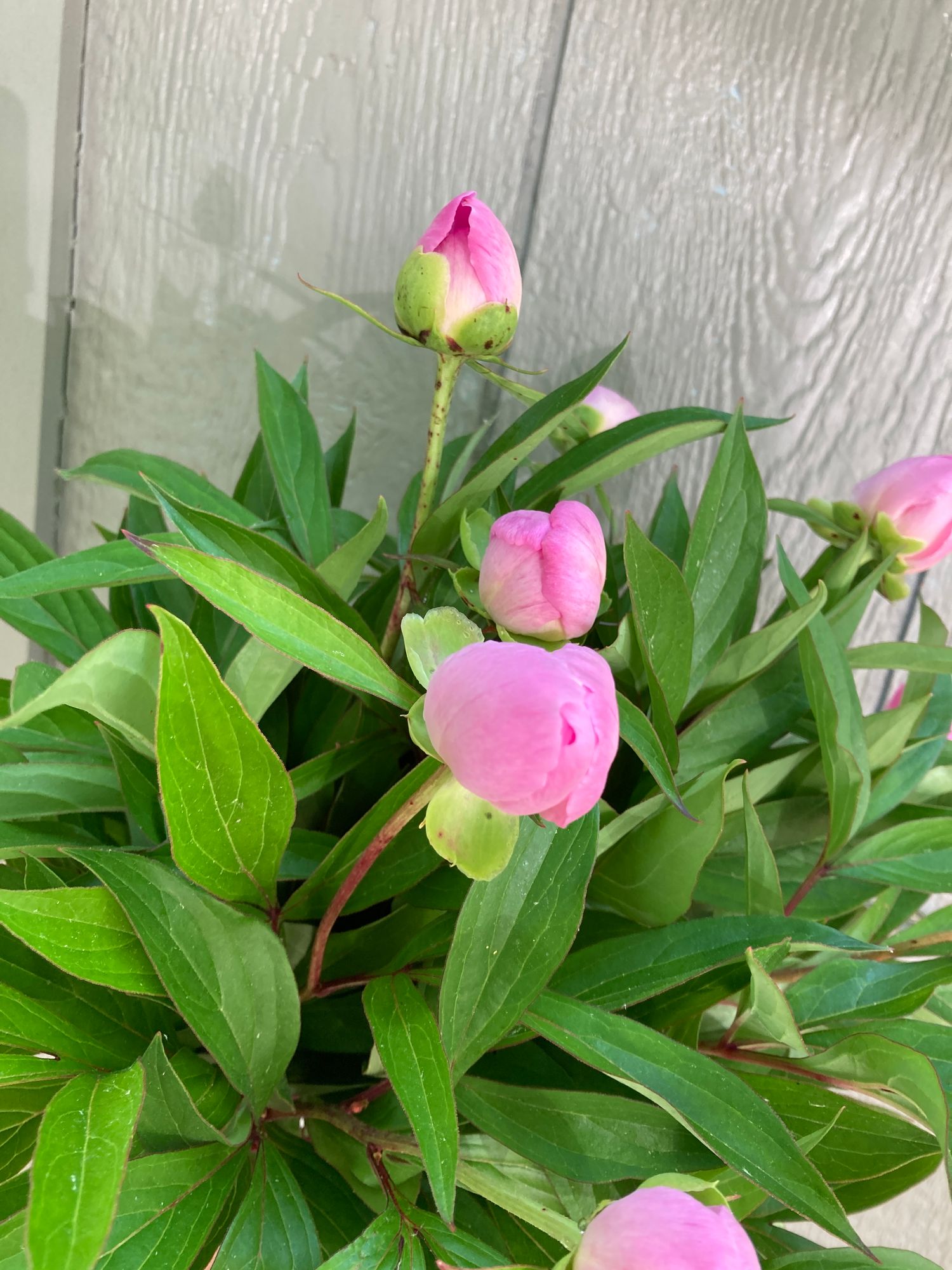 PAEONIA