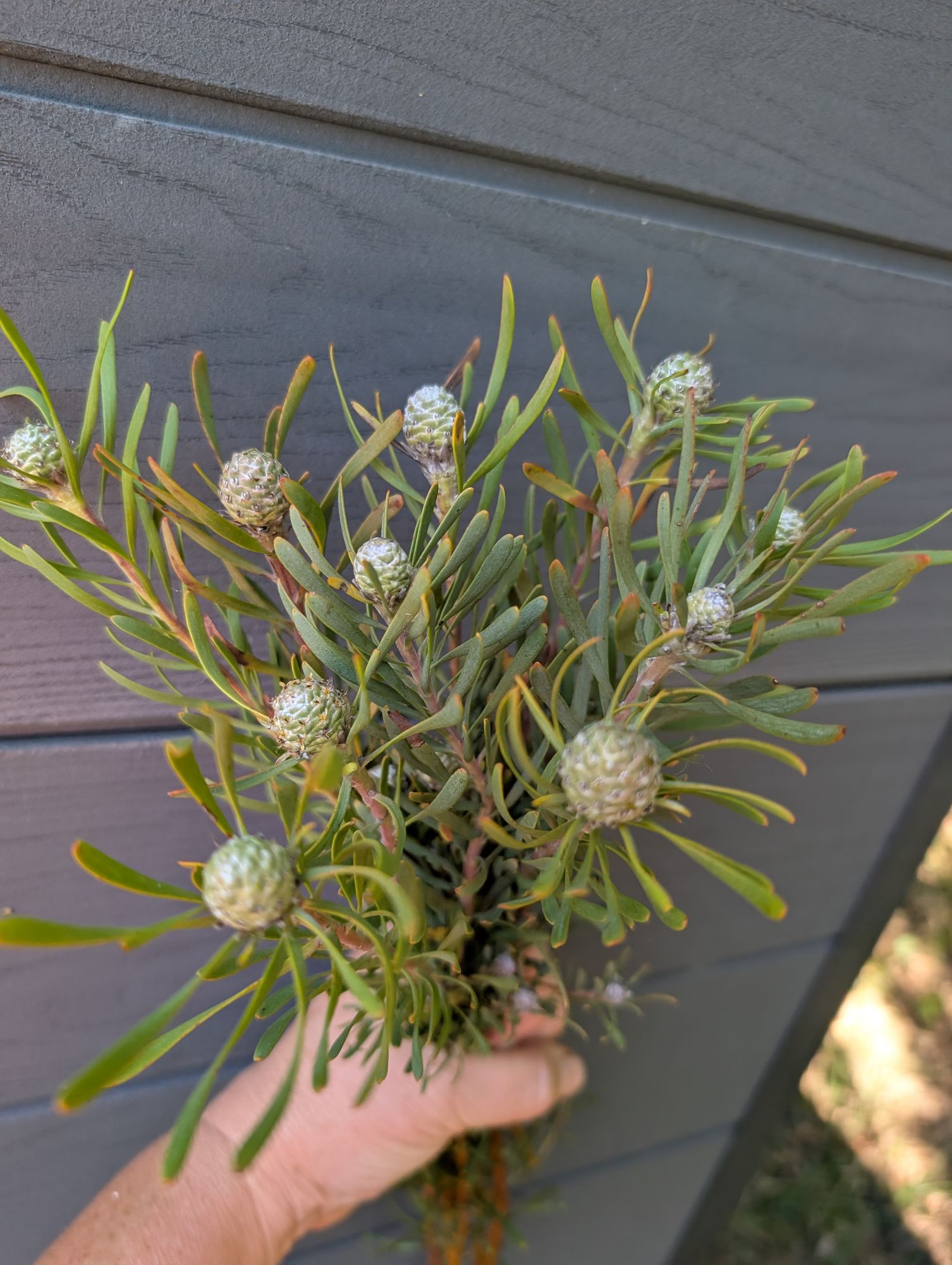 LEUCADENDRON galphinii