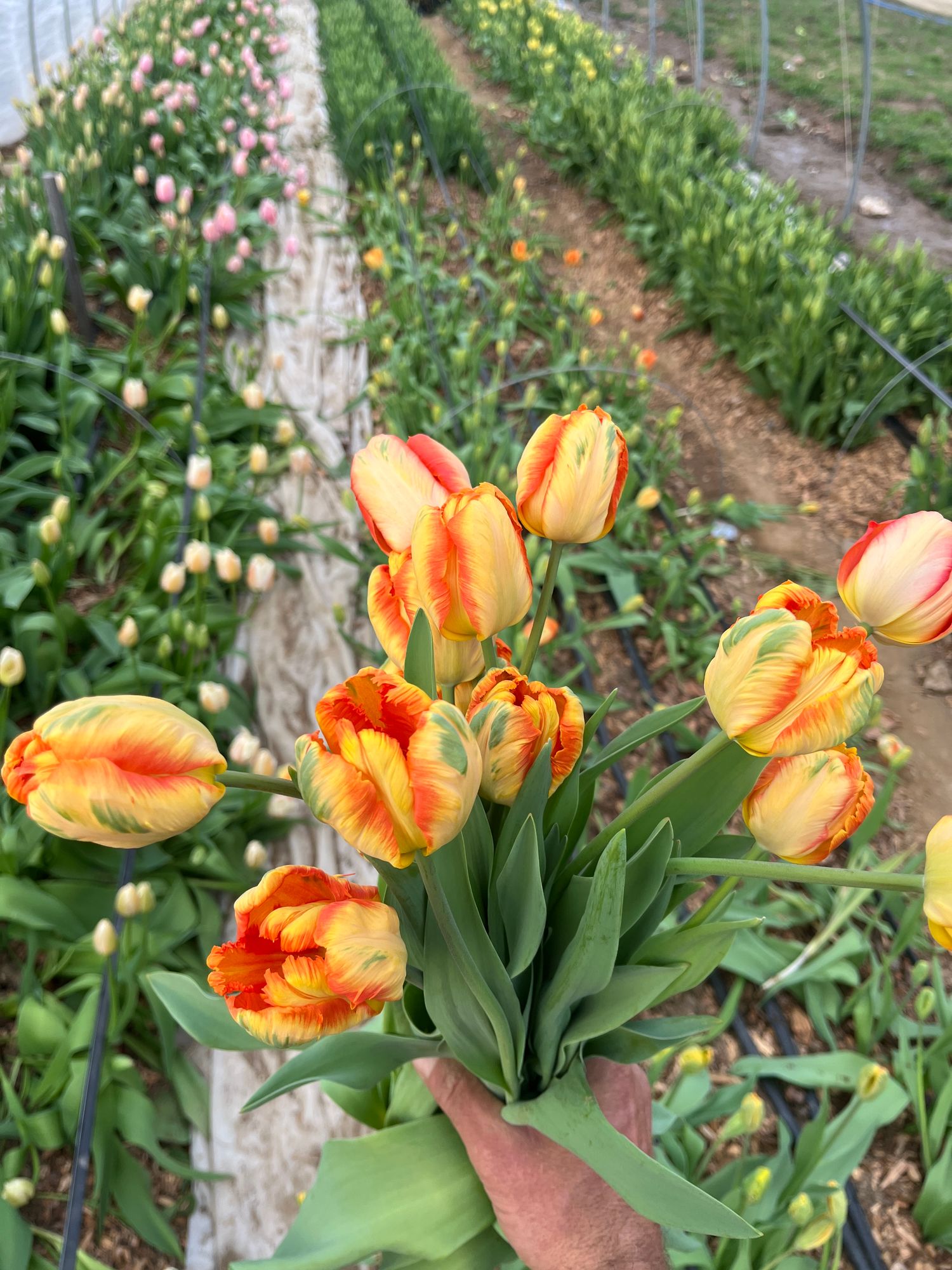 TULIPA King Parrot