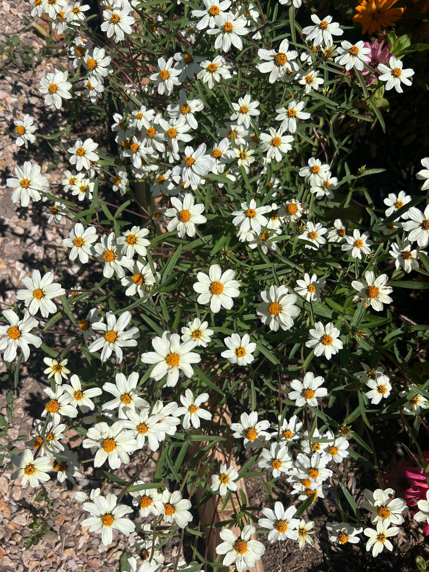 ZINNIA angustifolia White Star