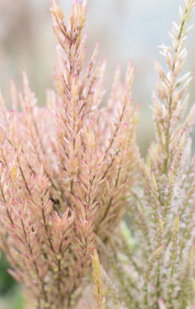 CELOSIA argentea spicata