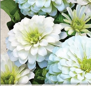 ZINNIA elegans Polar Bear