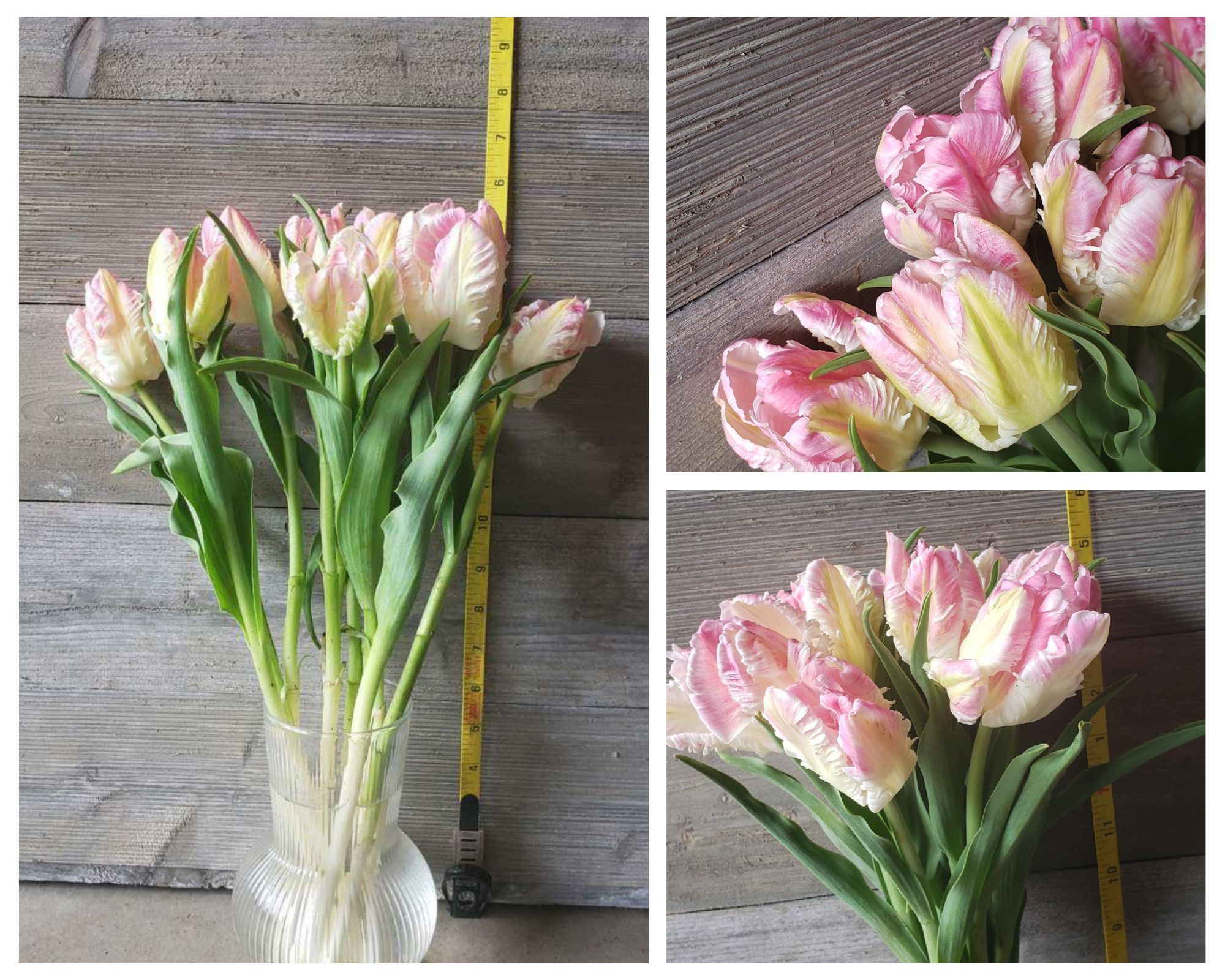 TULIPA Cabanna Parrot