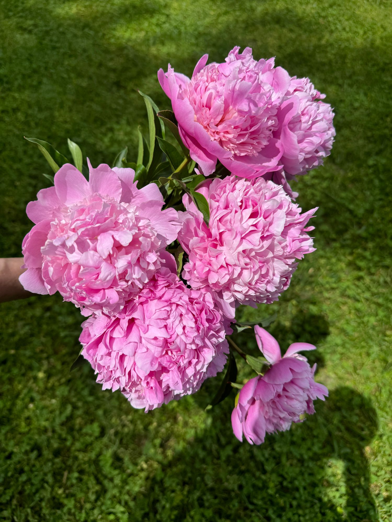 PAEONIA lactiflora Monsieur Jules Elie
