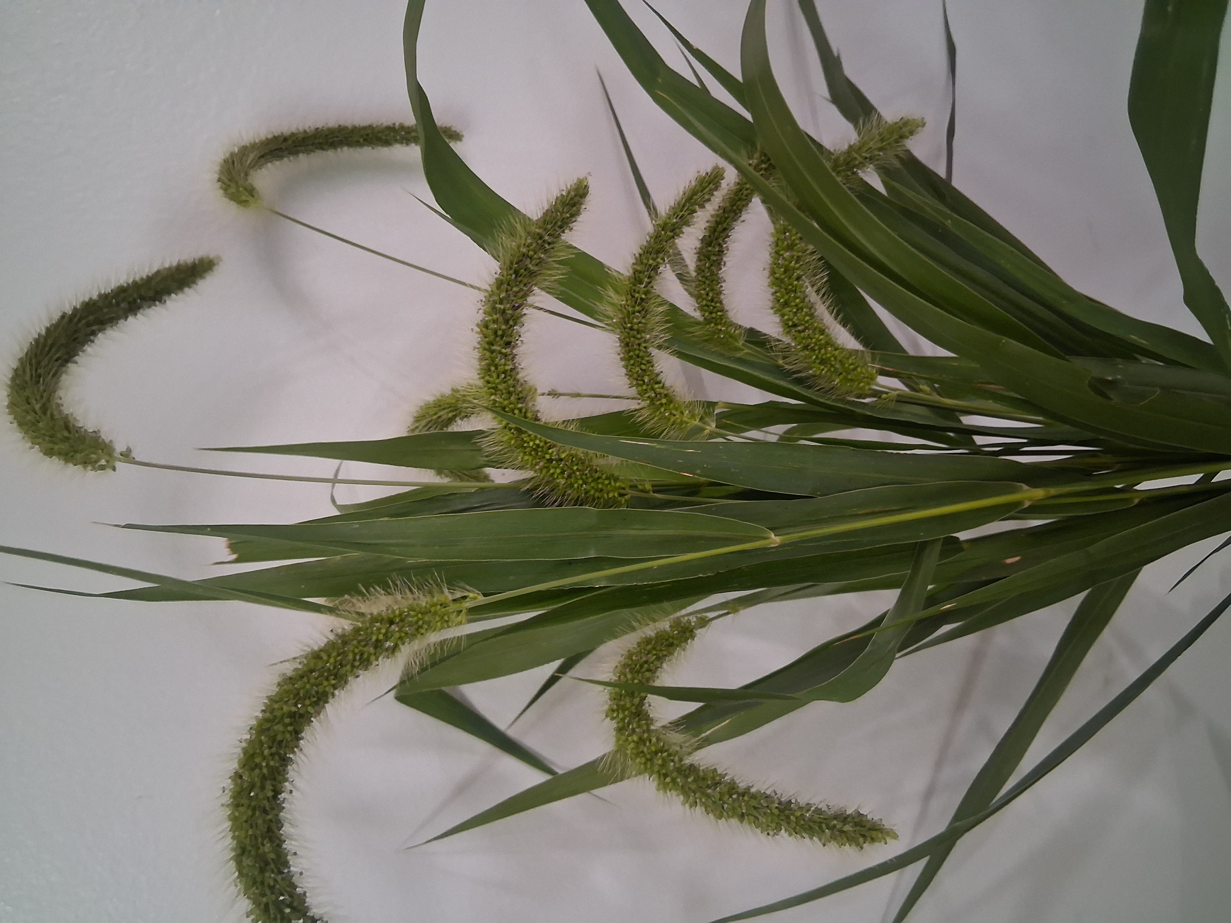 SETARIA viridis