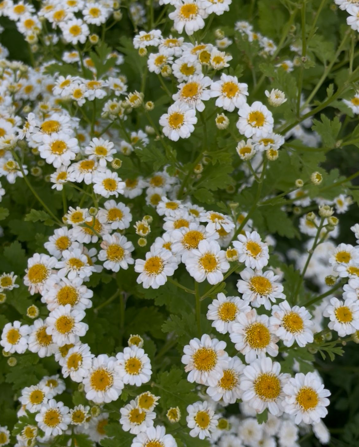 TANACETUM parthenium Vegmo Single