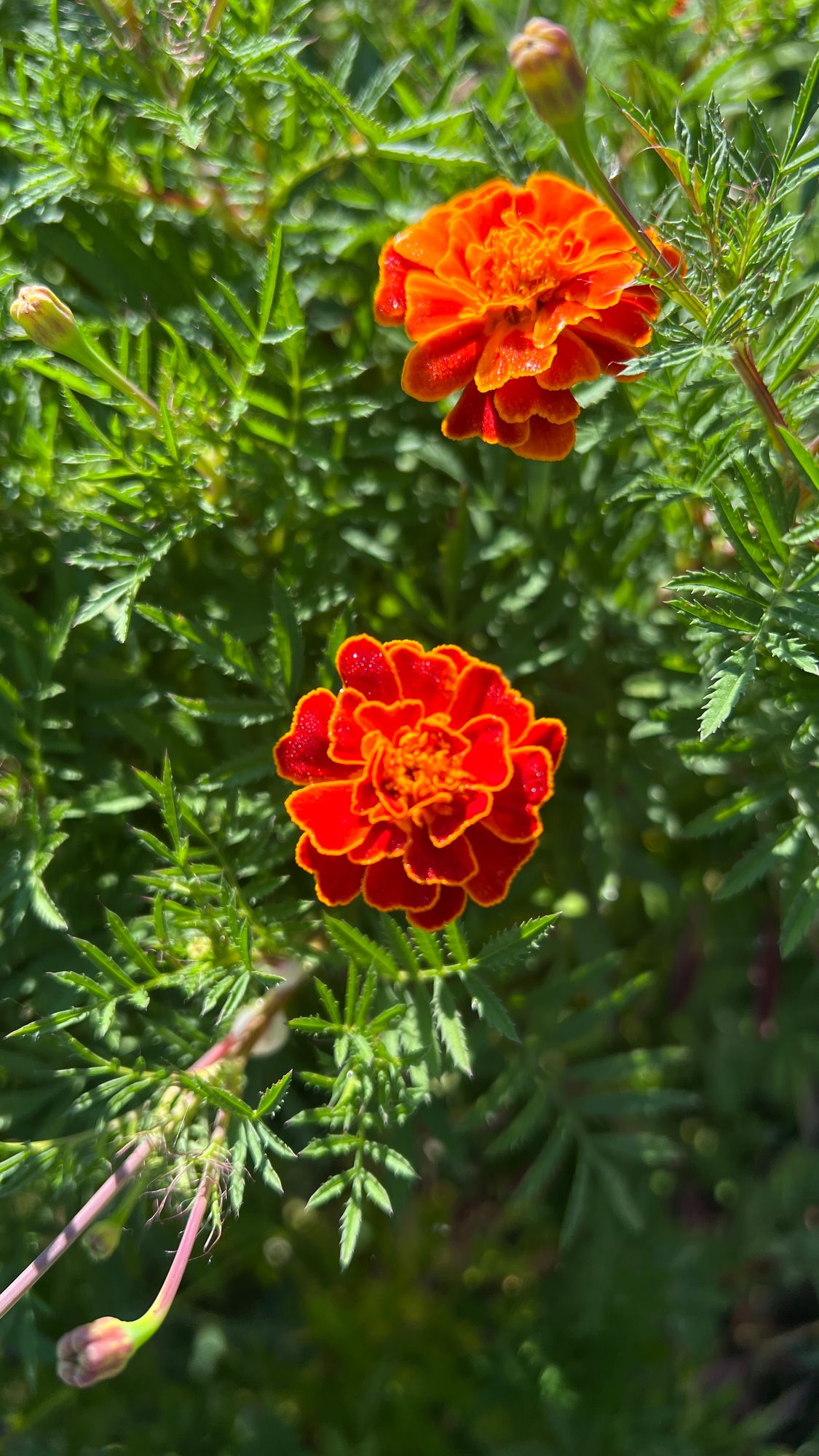 TAGETES patula