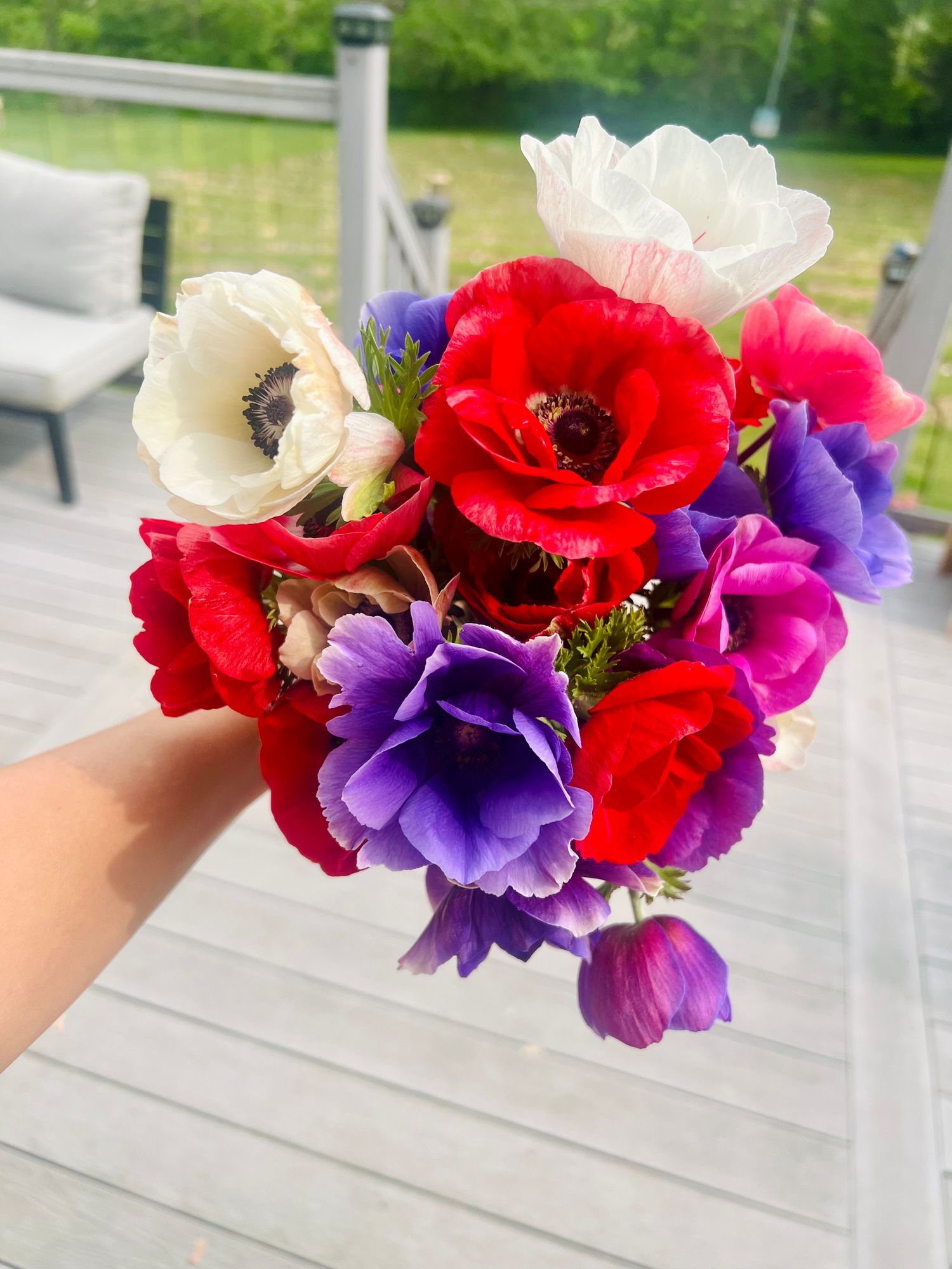 ANEMONE