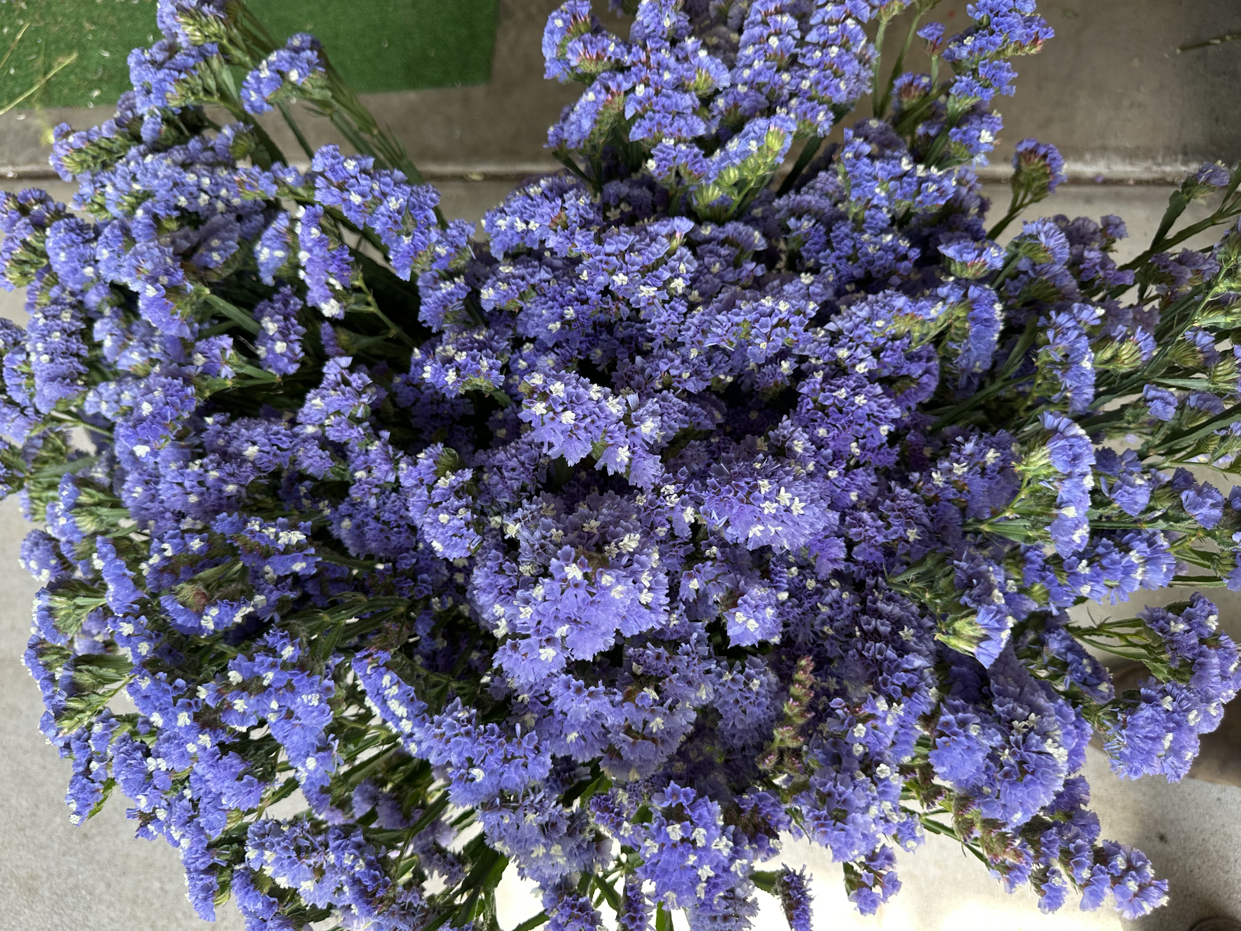 LIMONIUM sinuatum QIS