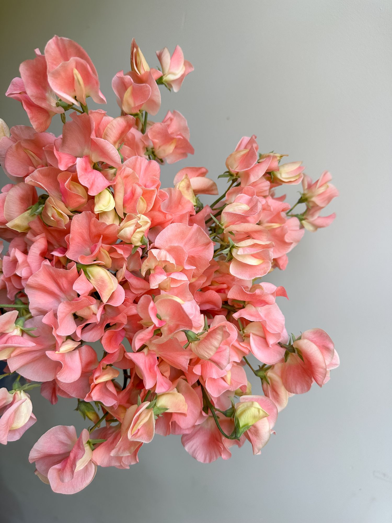 LATHYRUS odoratus Apricot Queen