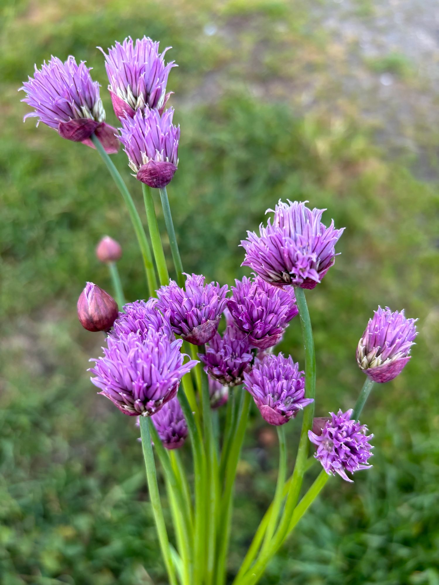 ALLIUM schoenoprasum