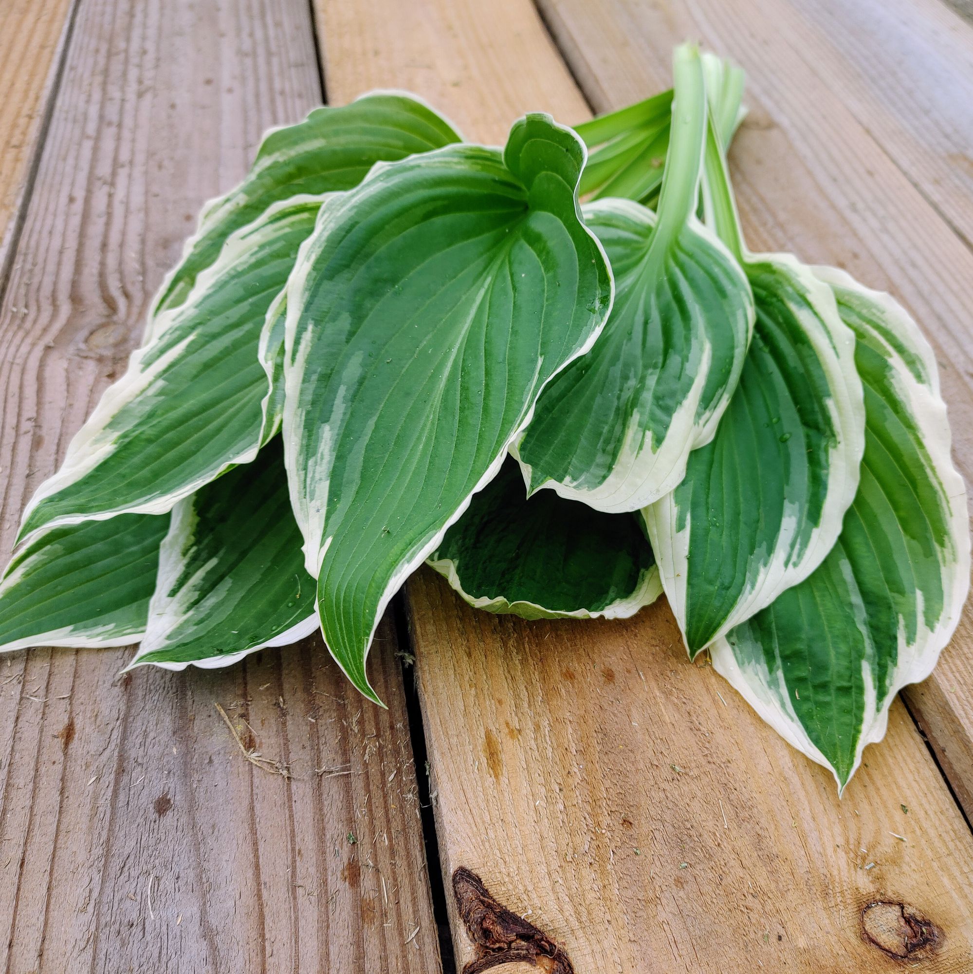 HOSTA elata