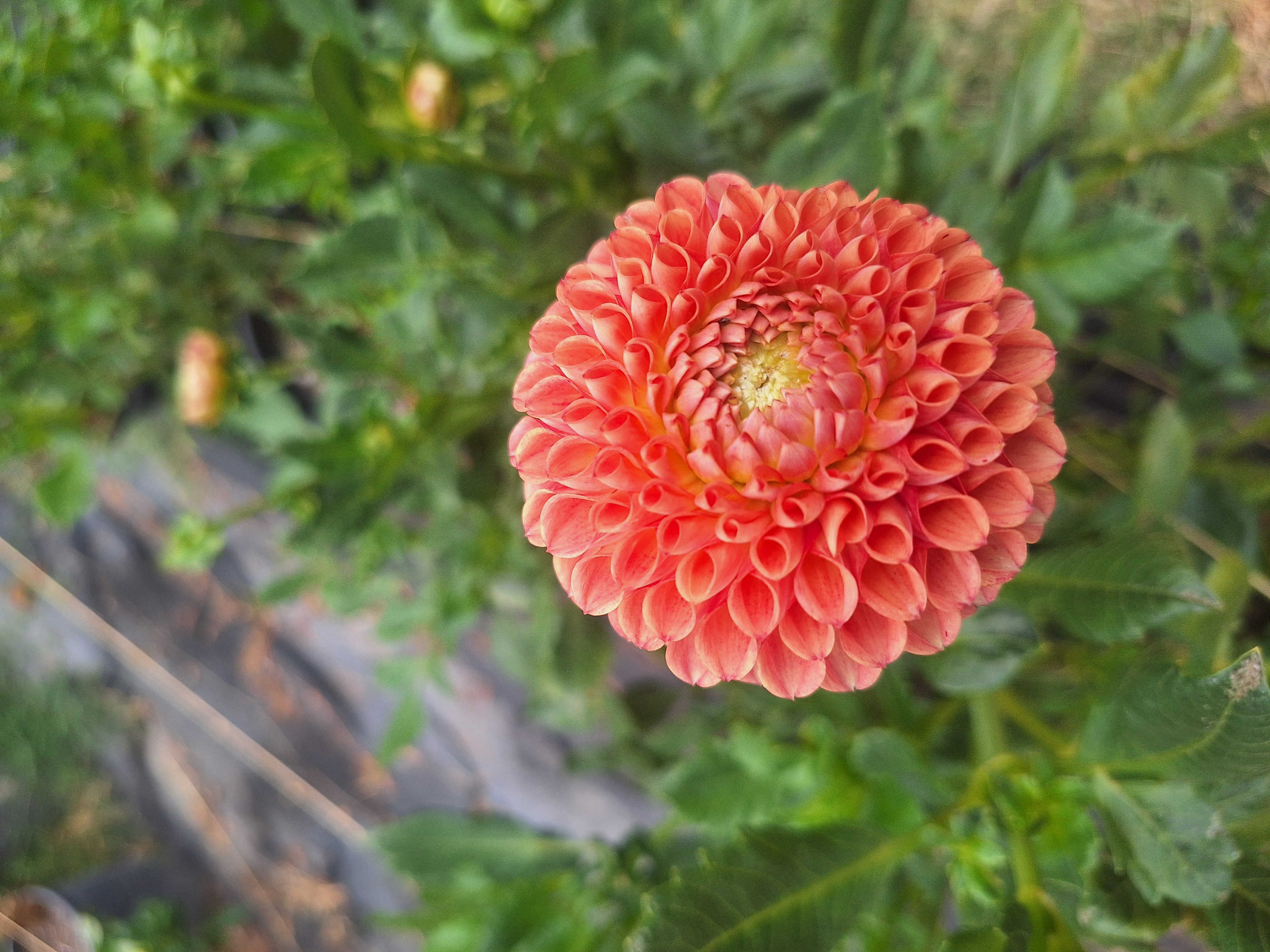 DAHLIA Cornel Bronze