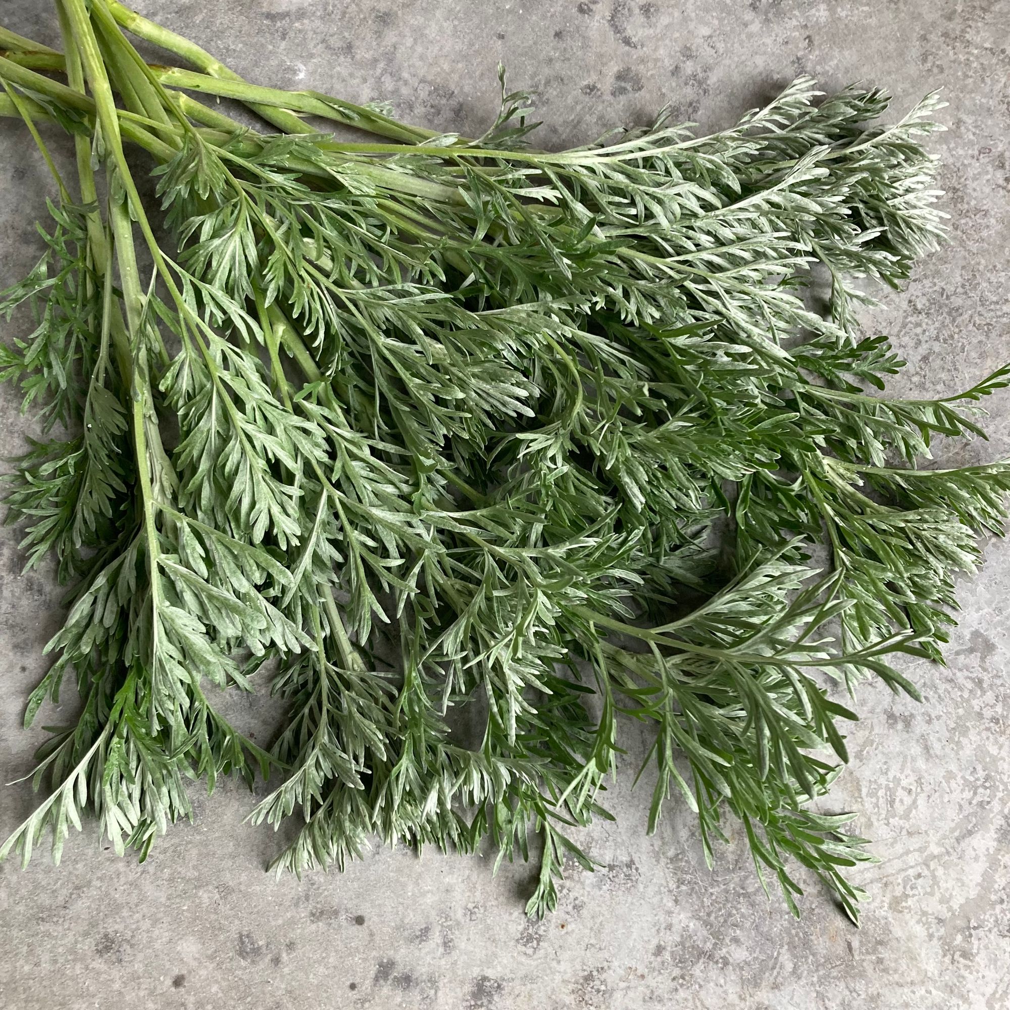 ARTEMISIA absinthium