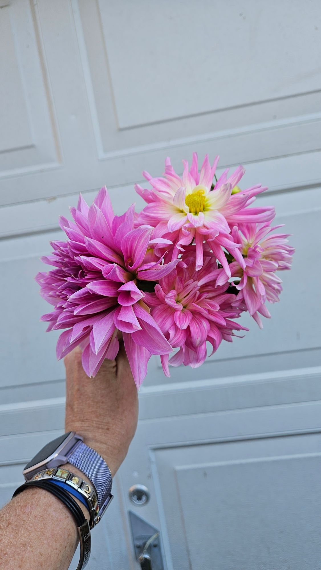 DAHLIA Decorative