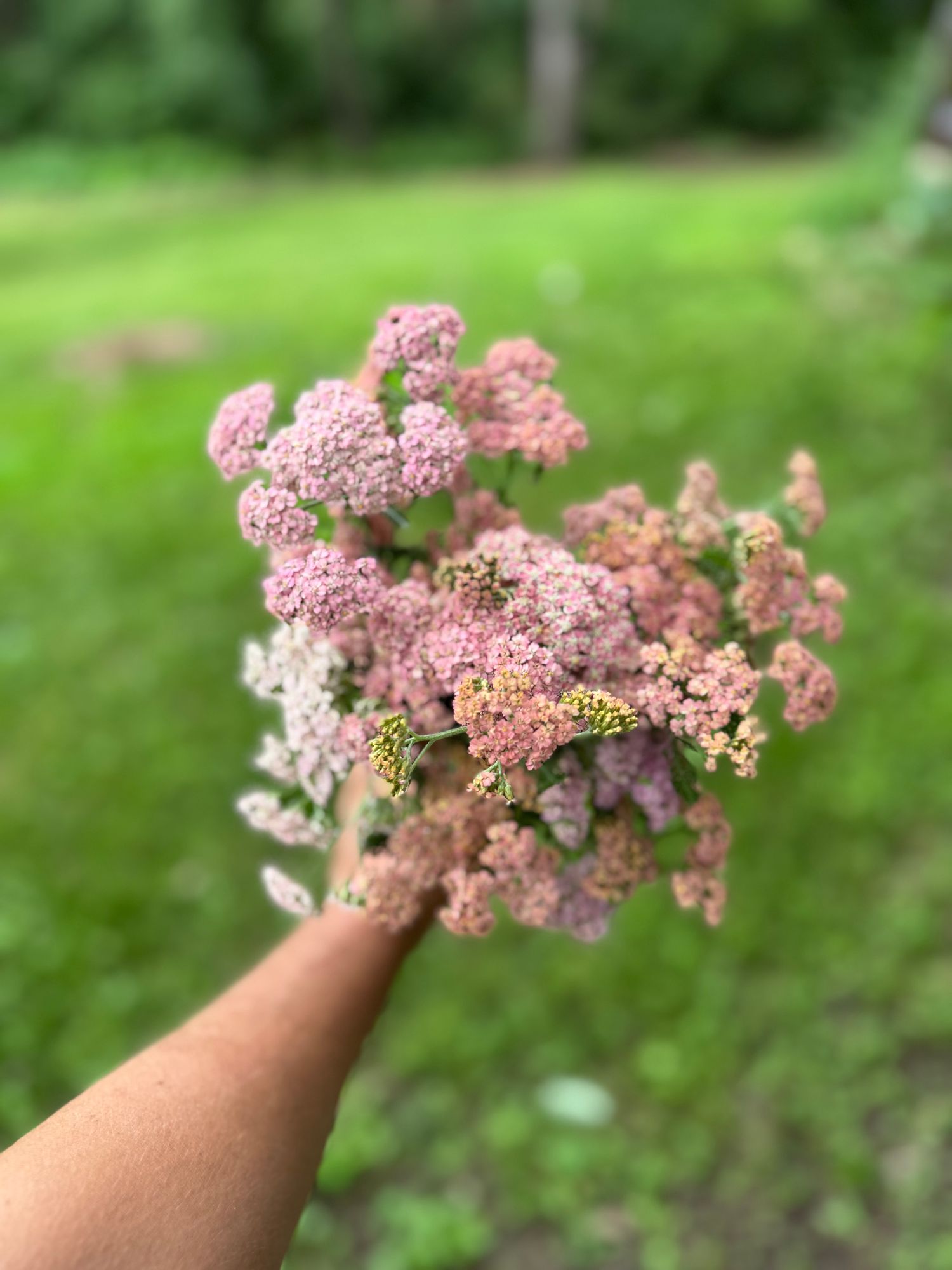 ACHILLEA millefolium Colorado