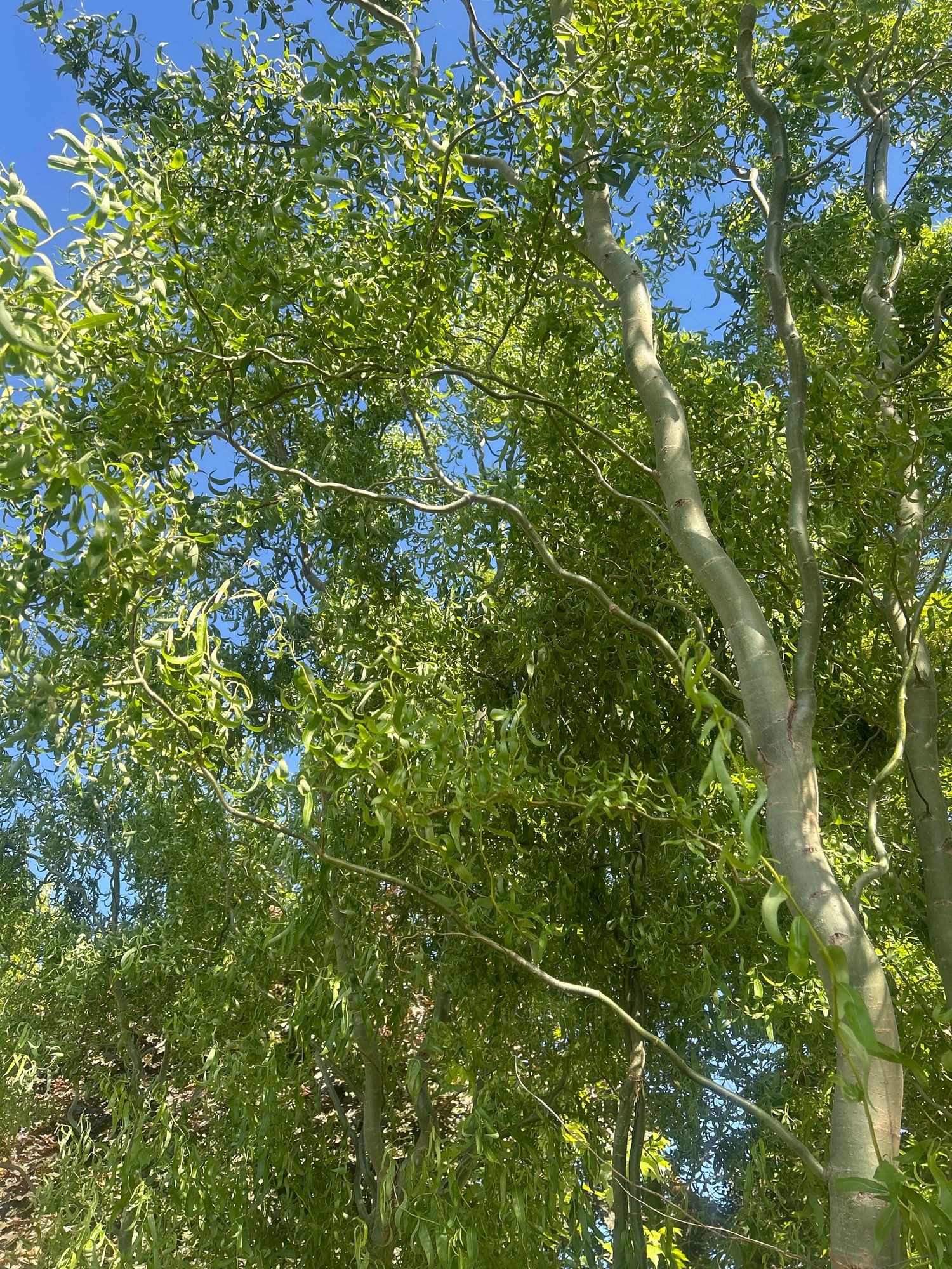 SALIX discolor