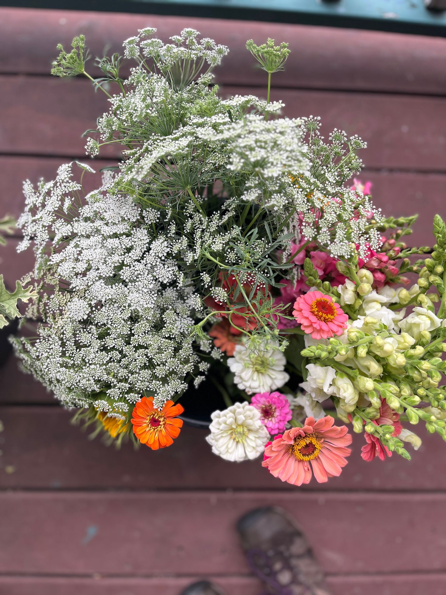 AMMI majus