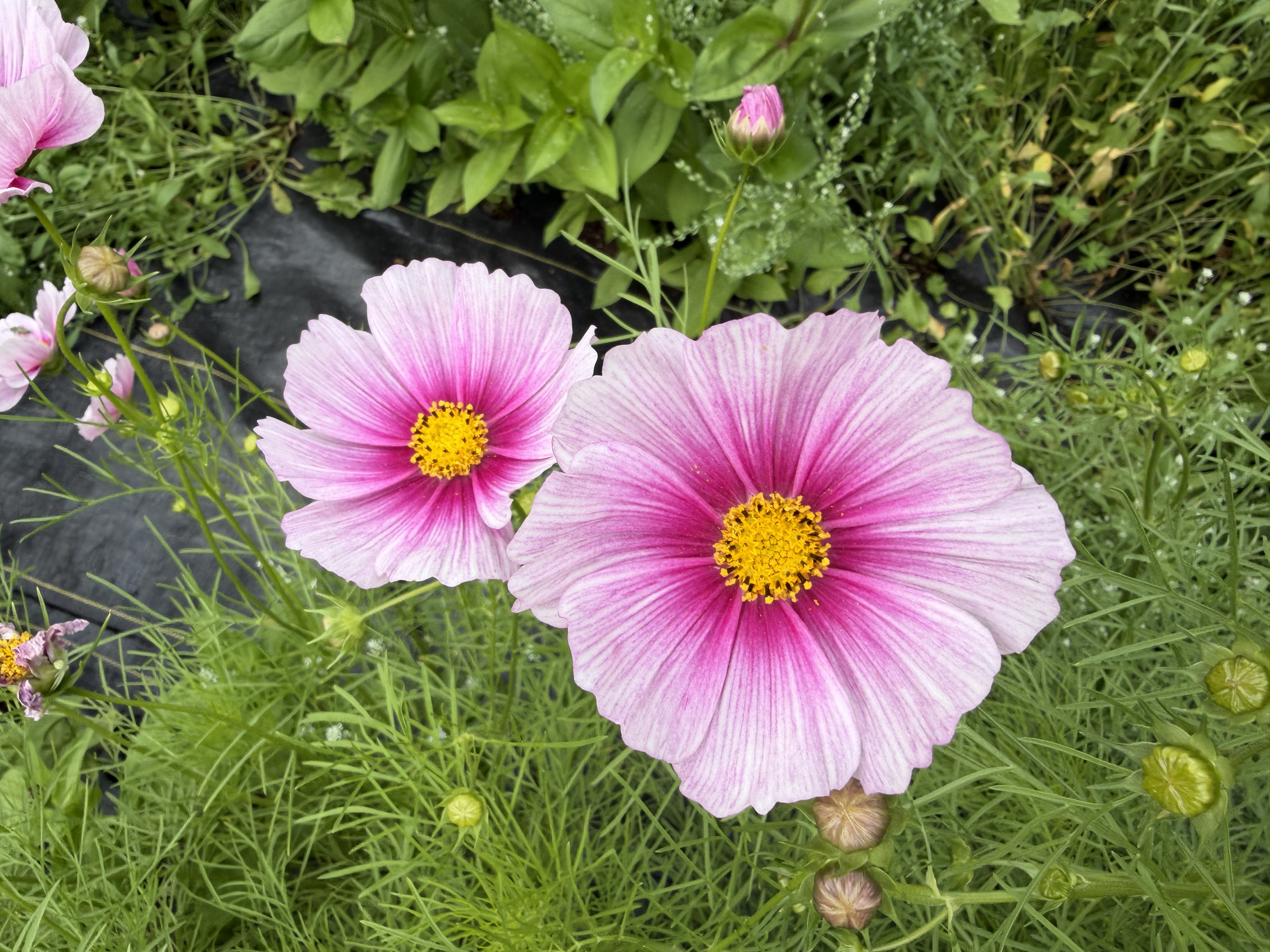 COSMOS bipinnatus Hinomaru