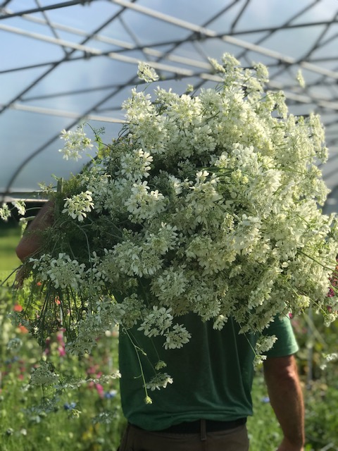 ORLAYA grandiflora