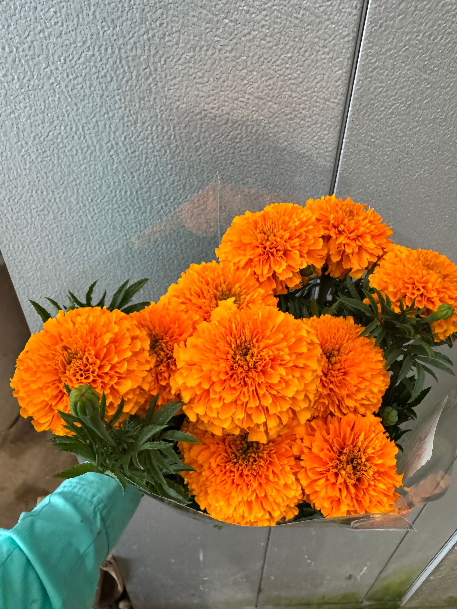 TAGETES patula