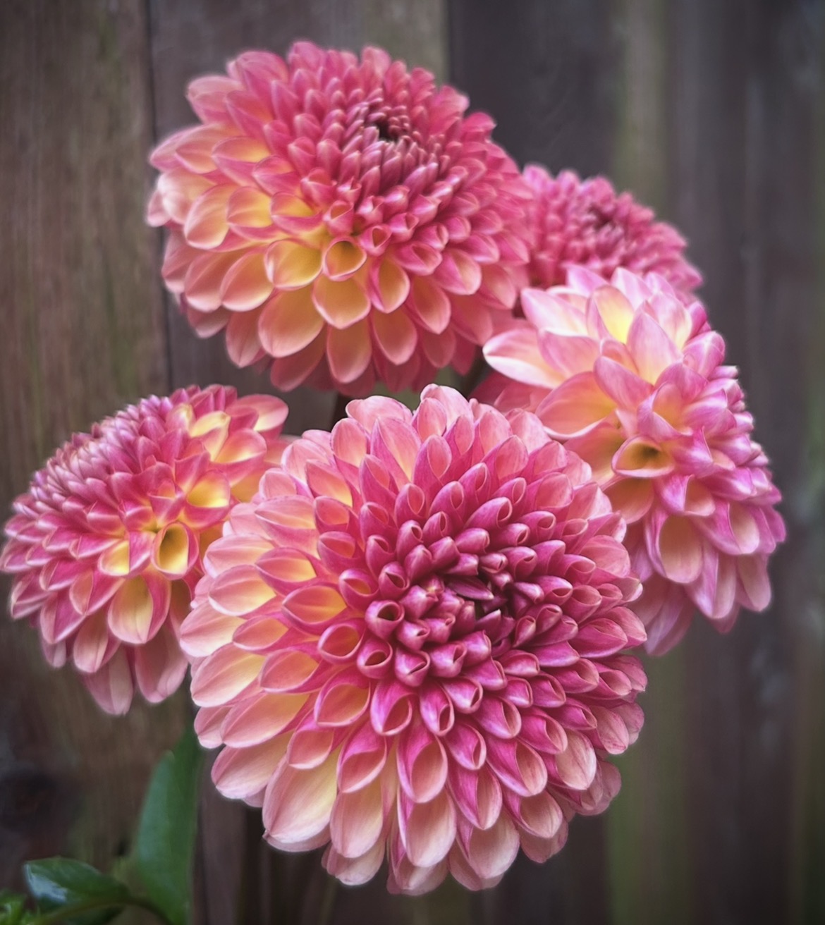 DAHLIA Coseytown Bounty