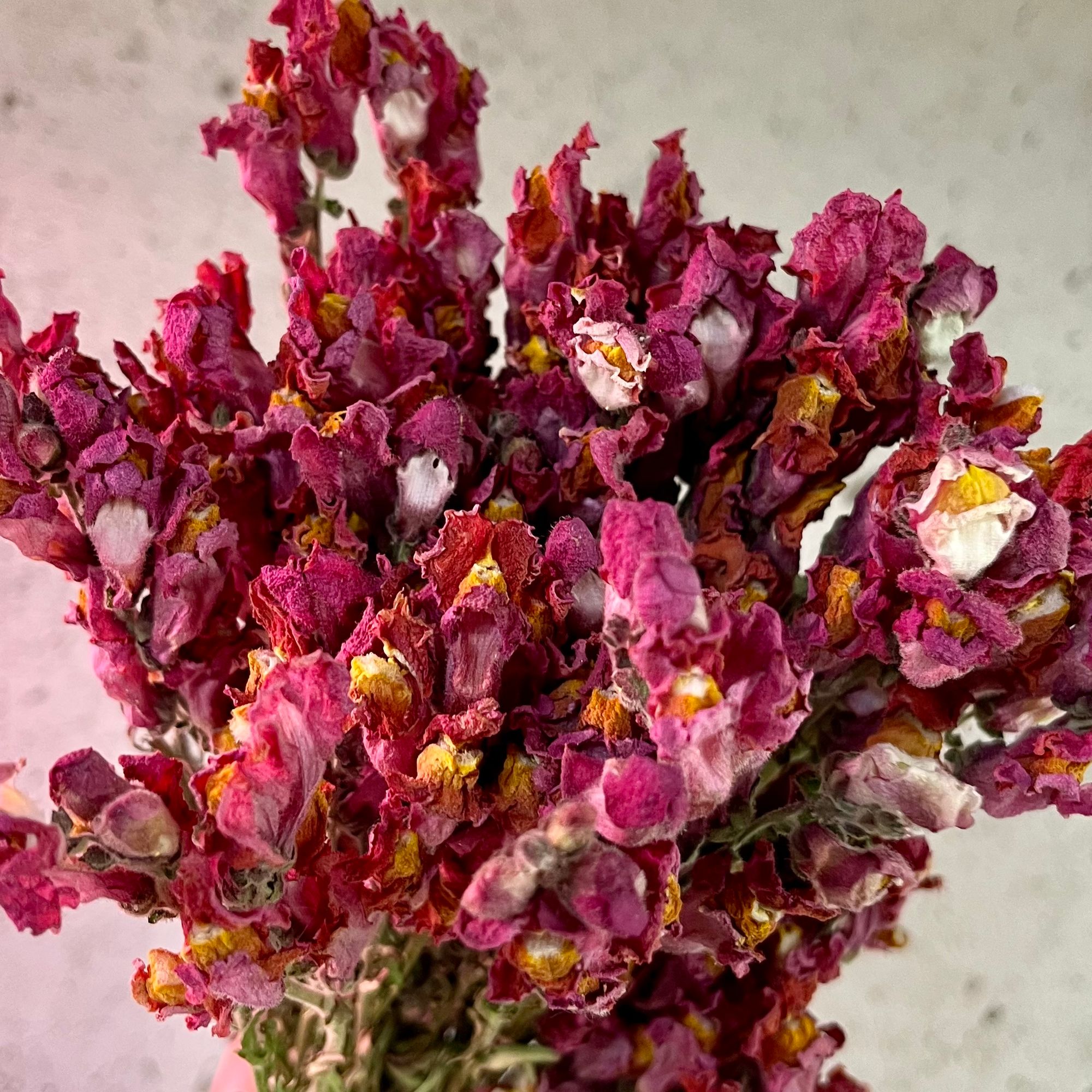ANTIRRHINUM majus